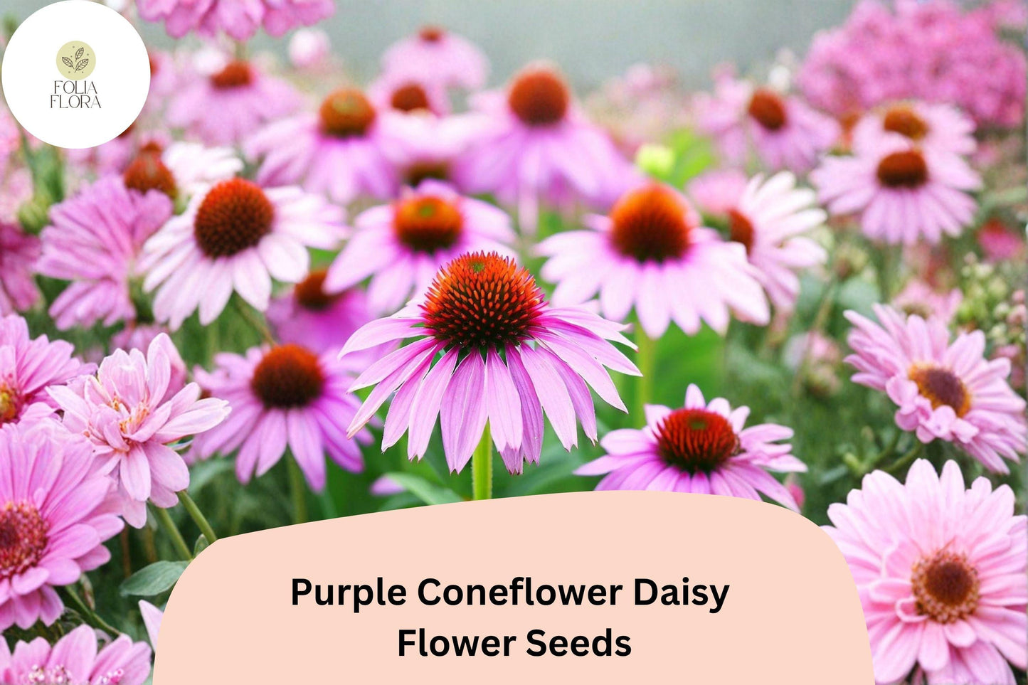 200+ Purple Coneflower Daisy Seeds | Echinacea purpurea | Vibrant Garden Blooms | Easy to Grow Perennial Flowers