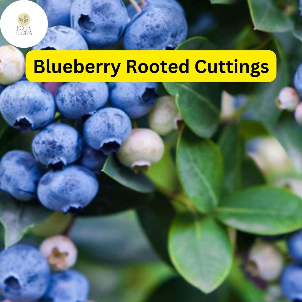 1 Blueberry Plant, Rooted Cutting, Live Bare Root Starter, Easy to Grow Fruit Bush