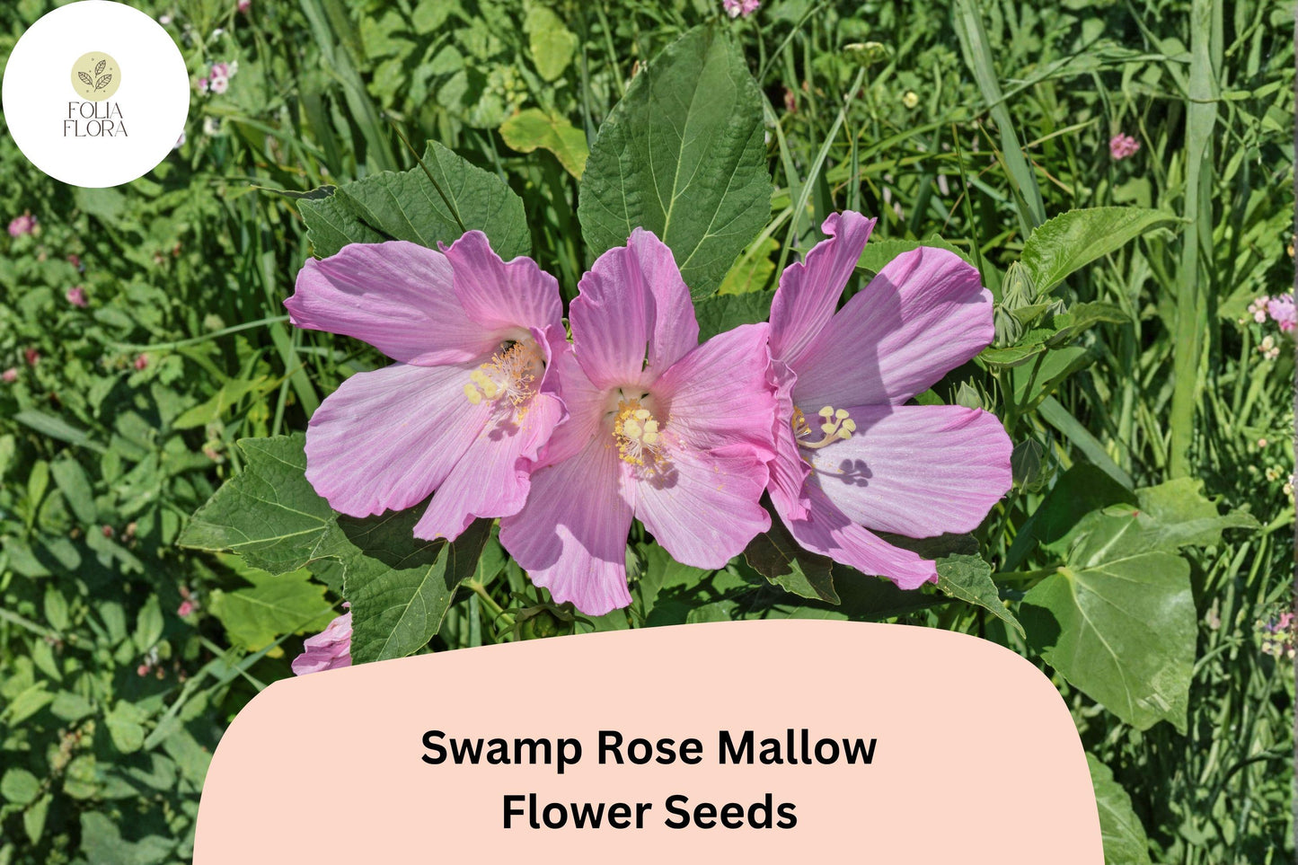 30 Hibiscus moscheutos Seeds | Hardy Swamp Rose Mallow | Pink Hardy Hibiscus for Wetland & Pollinator Garden