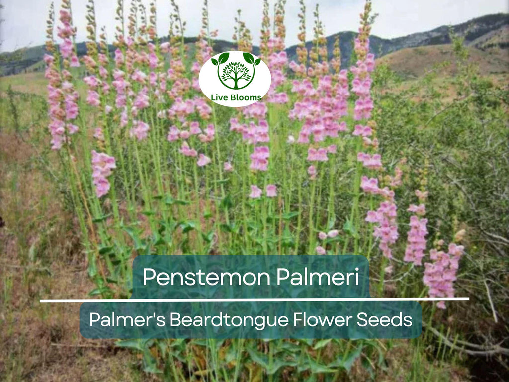 100 mg Seeds Penstemon Palmeri (Palmer's Beardtongue) for Planting | Fragrant Native Wildflower for Dry, Rocky Soils & Pollinator Gardens