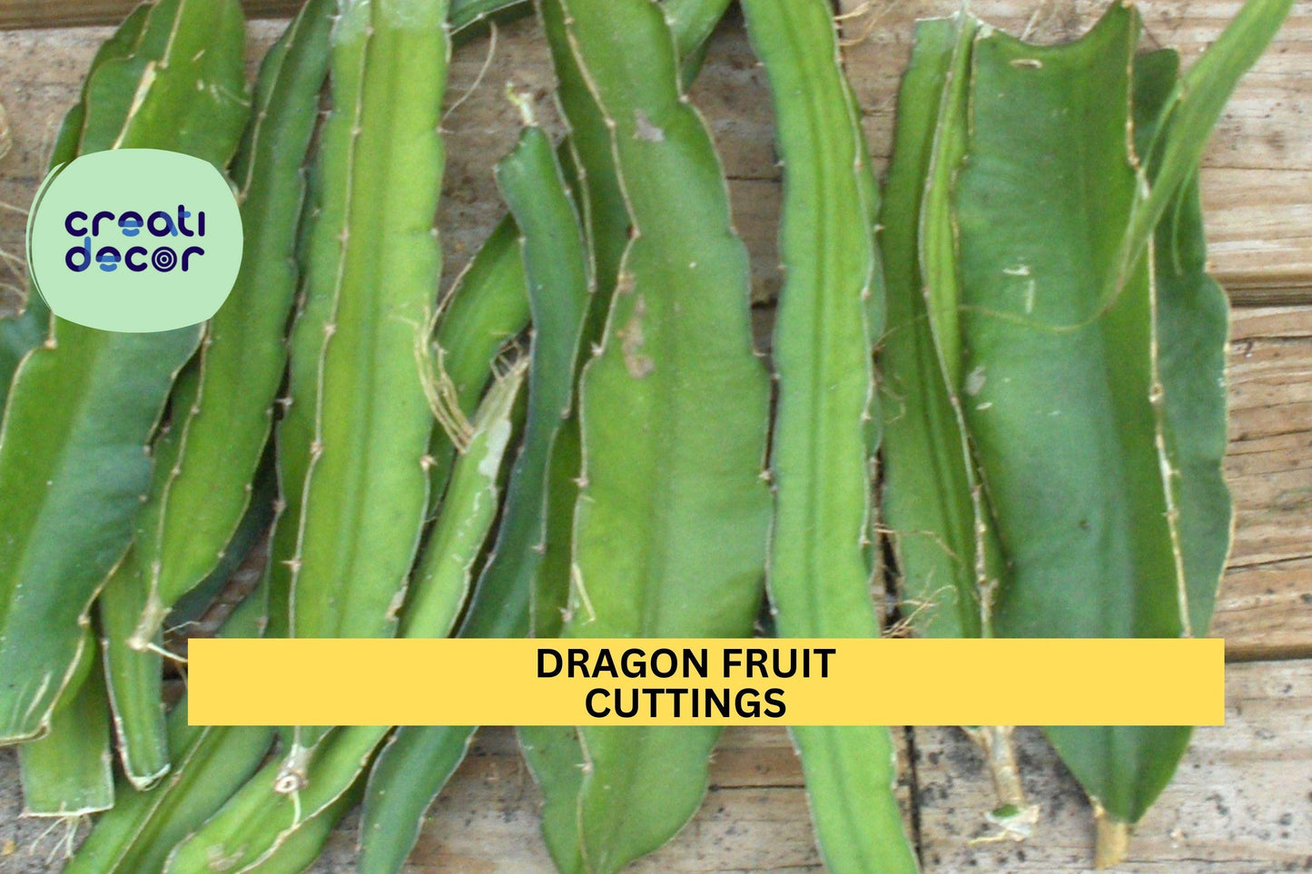 4 Dragon Fruit Cuttings – 8–14” Long Unrooted Stems | Hylocereus Variety for Planting in Pots, Trellises, or Warm Climate Gardens