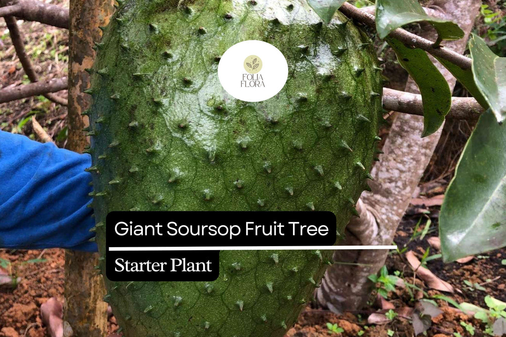 1 Giant Soursop Fruit Tree (Annona muricata) Live Starter Plant – 3’-4’