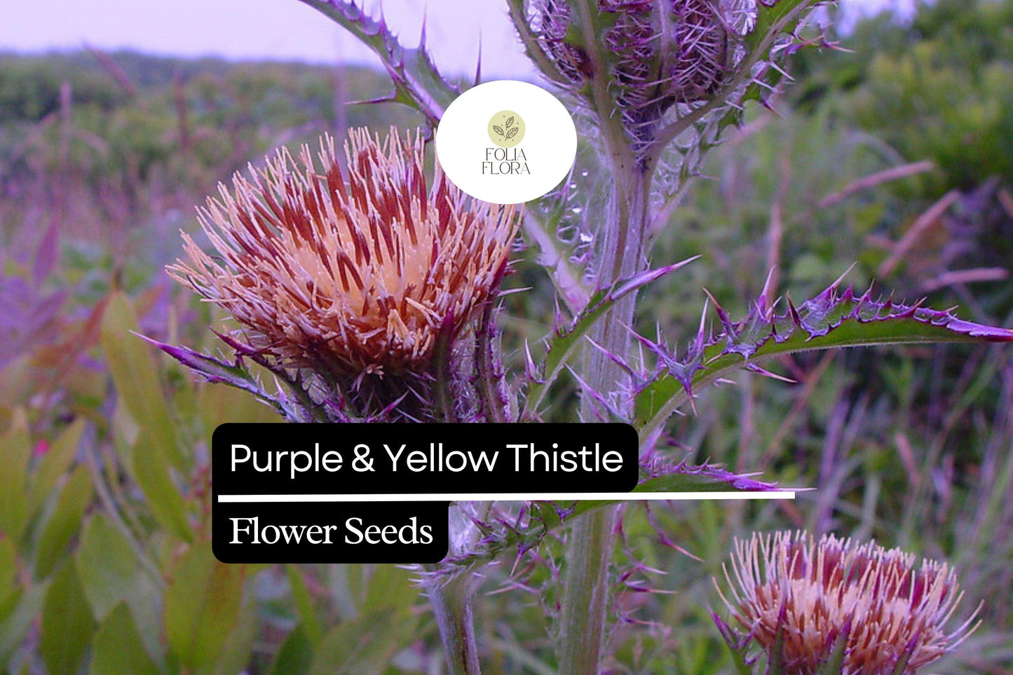 Purple & Yellow Thistle | 25 Seeds | Cirsium horridulum | Hardy Native Wildflower for Pollinators and Natural Landscapes