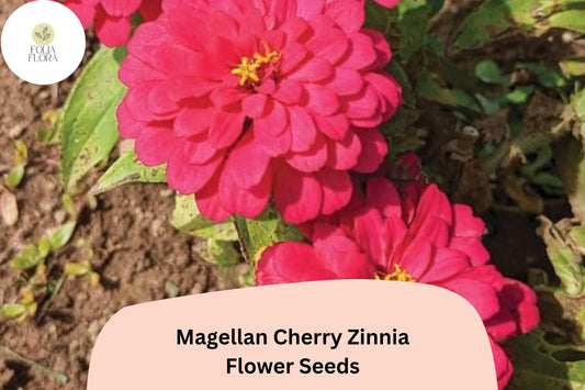 100+ Magellan Cherry Zinnia Seeds | Vibrant Pink Cherry Blooms | Compact Garden Annual Flowers, Easy Grow, Cut Flower Variety