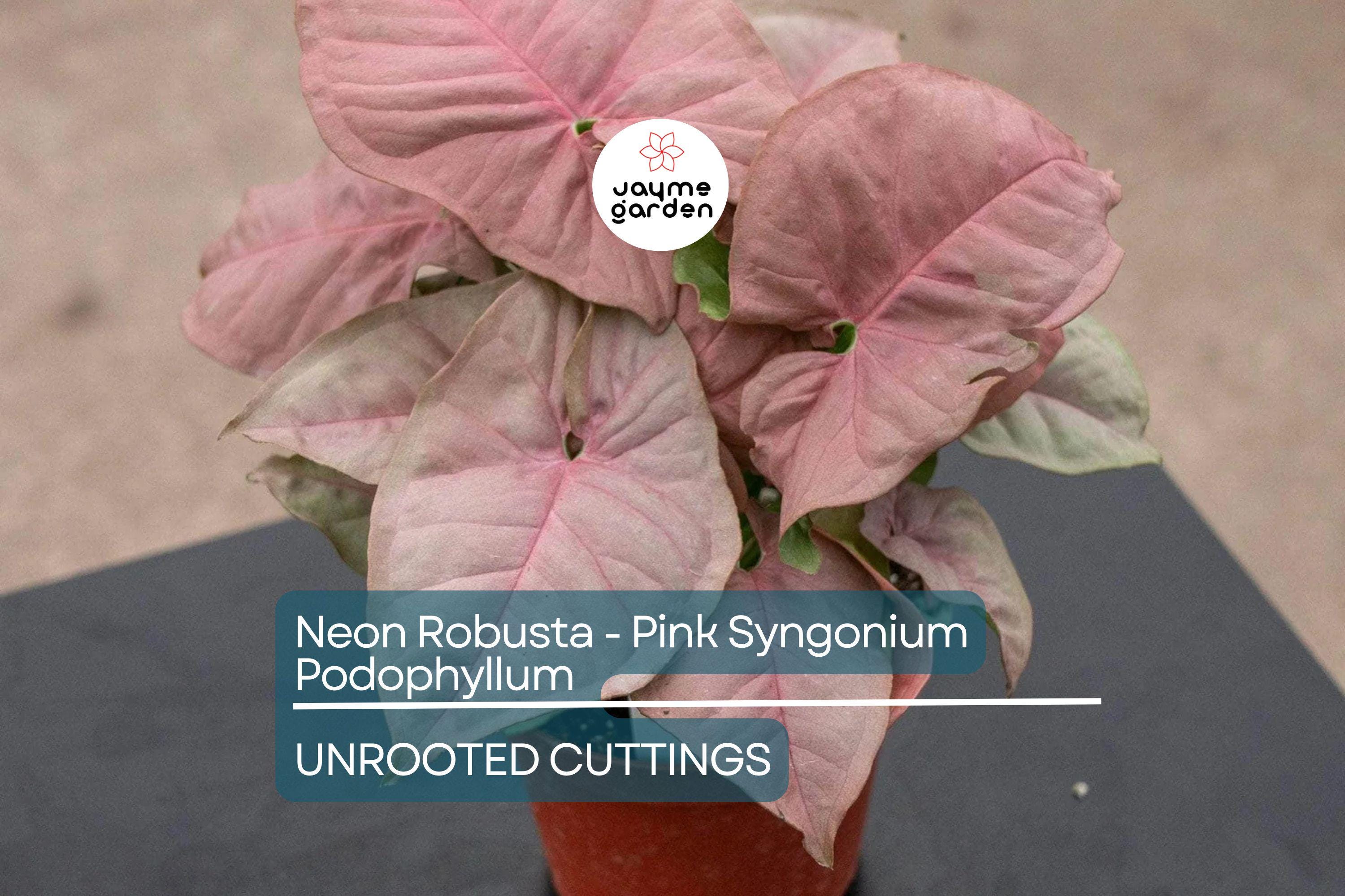 Neon Robusta Pink Syngonium Podophyllum - 6" Arrowhead Vine Philodendron Starter Cutting, Easy Houseplant