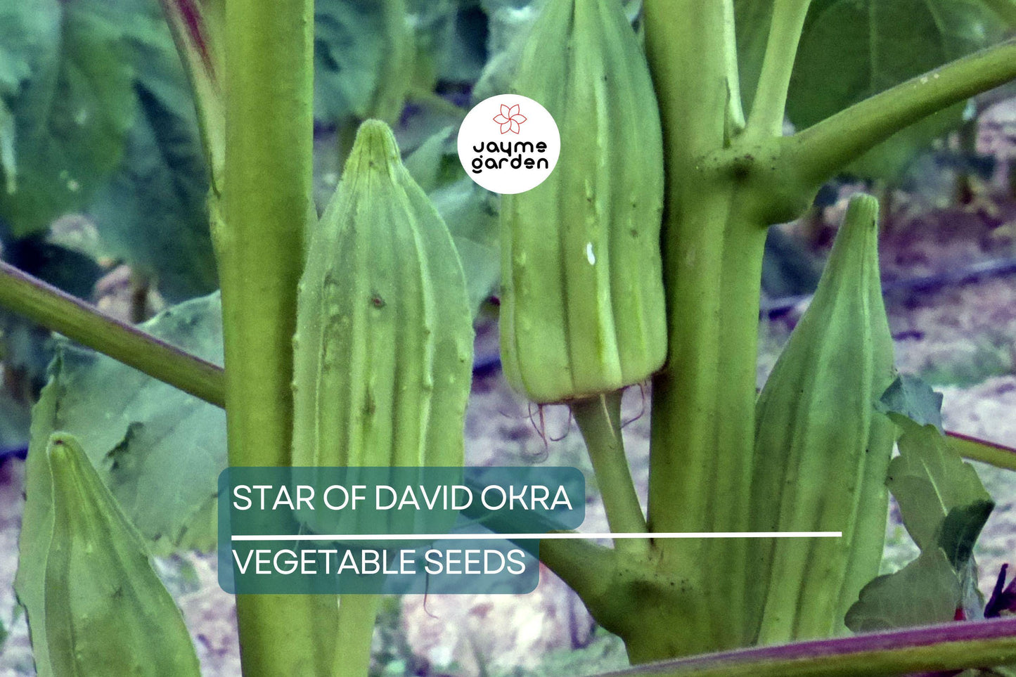 40 Star of David Okra Seeds – Heirloom, Non-GMO, Unique Shape & Flavor | USA Seller, Free Shipping