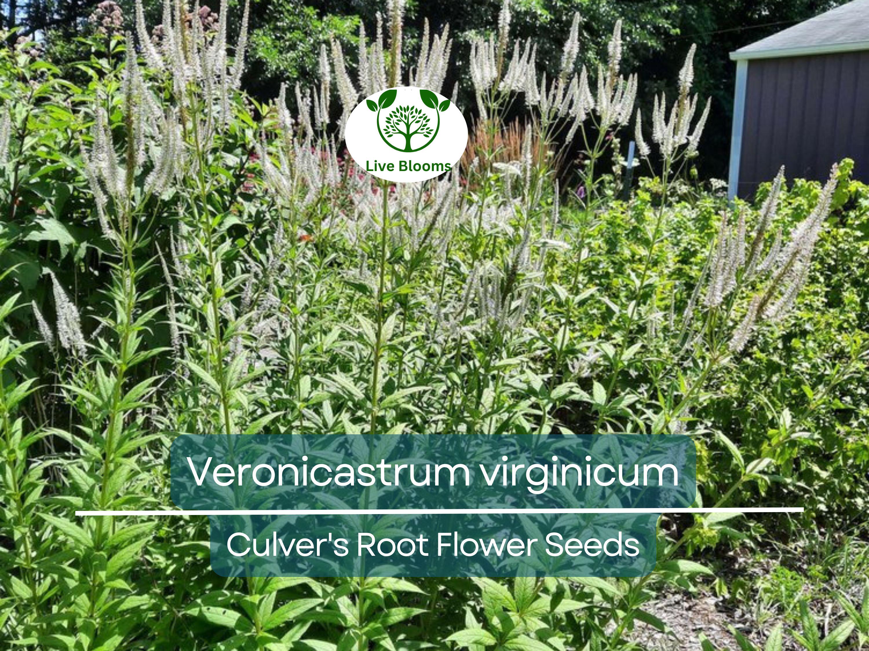 2800 Seeds Veronicastrum Virginicum Culver's Root, Perennial Plant, Native, Flowering, Pollinator-Friendly, Garden, Landscape
