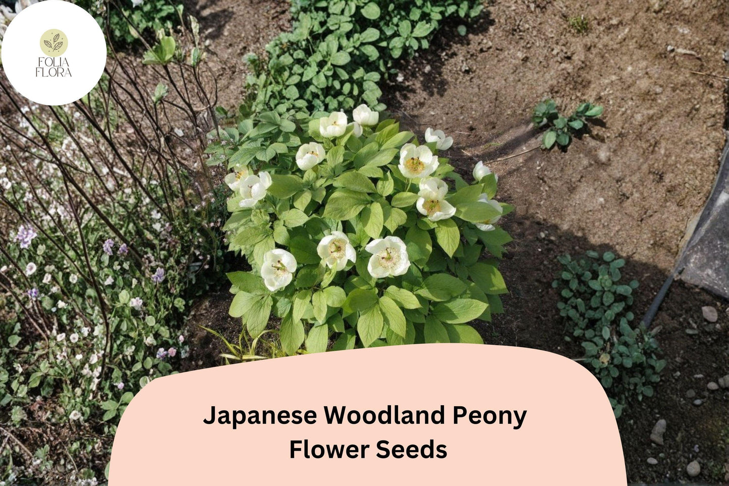 Japanese Woodland Peony Seeds 5 | Paeonia japonica Shade-Loving White Spring Flower