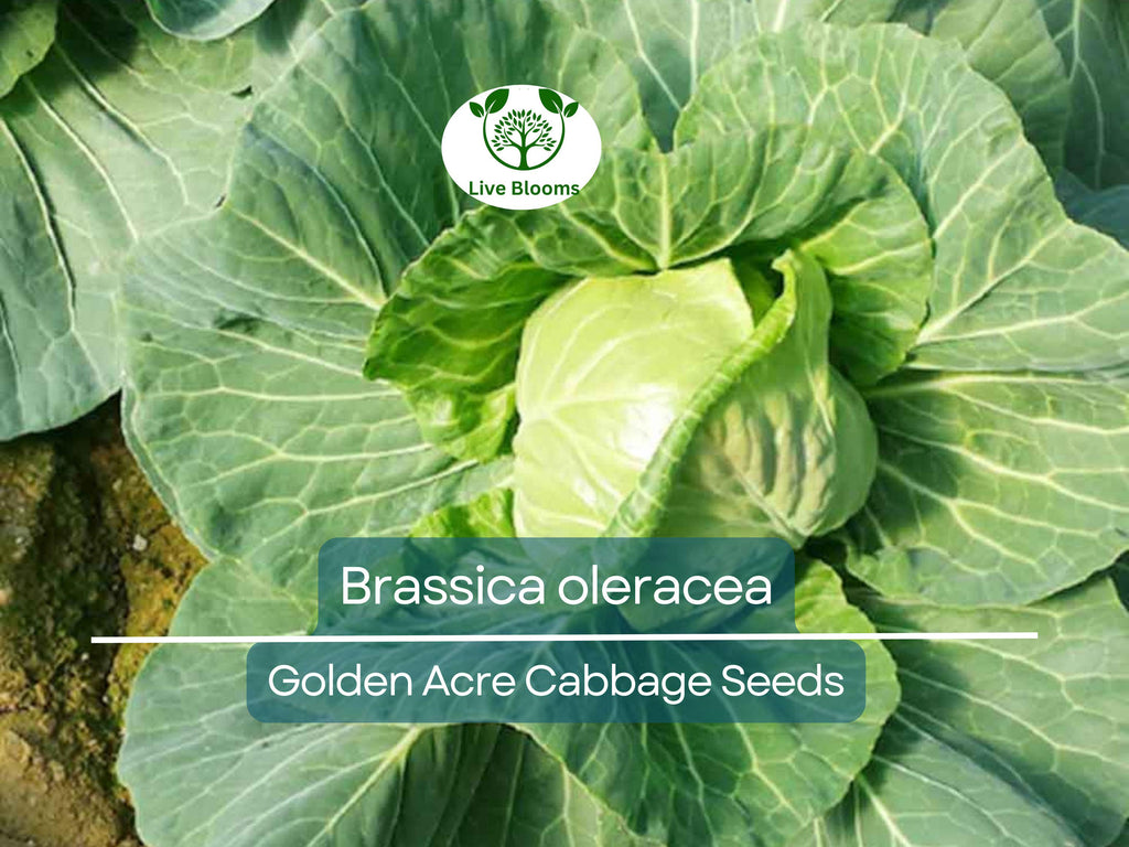 250 Seeds Golden Acre Cabbage - Brassica oleracea | Heirloom Cabbage for Planting, Gardening & Delicious Fresh Harvest