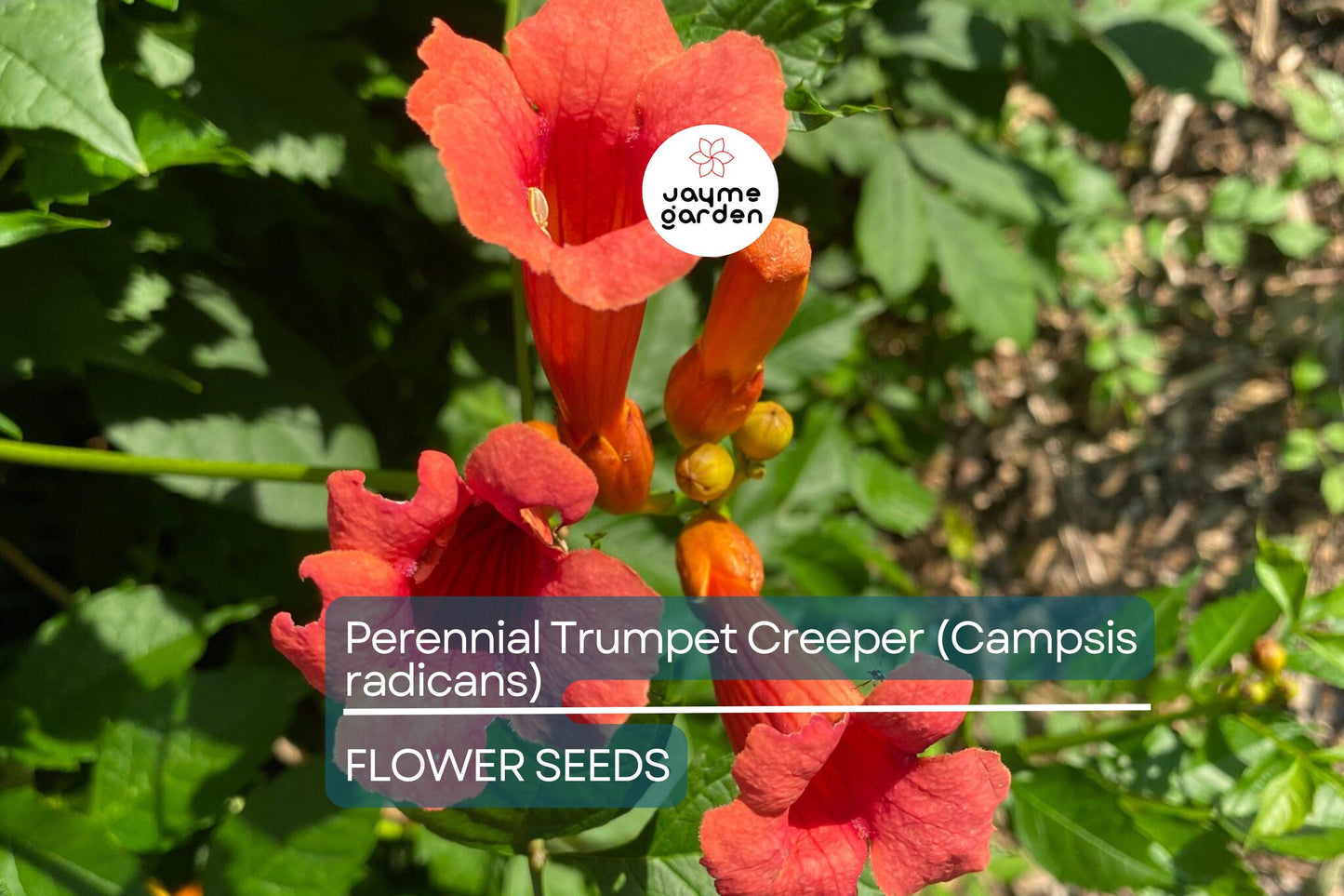 100+ Trumpet Creeper Vine Seeds - 40Ft Perennial Campsis Radicans USA Seller