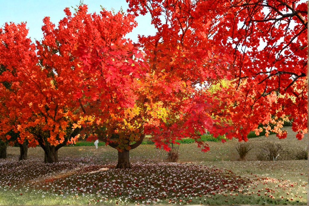 Red Maple – Acer rubrum 10 Seeds | Northern Strain | Brilliant Fall Color | Hardy Native Shade Tree
