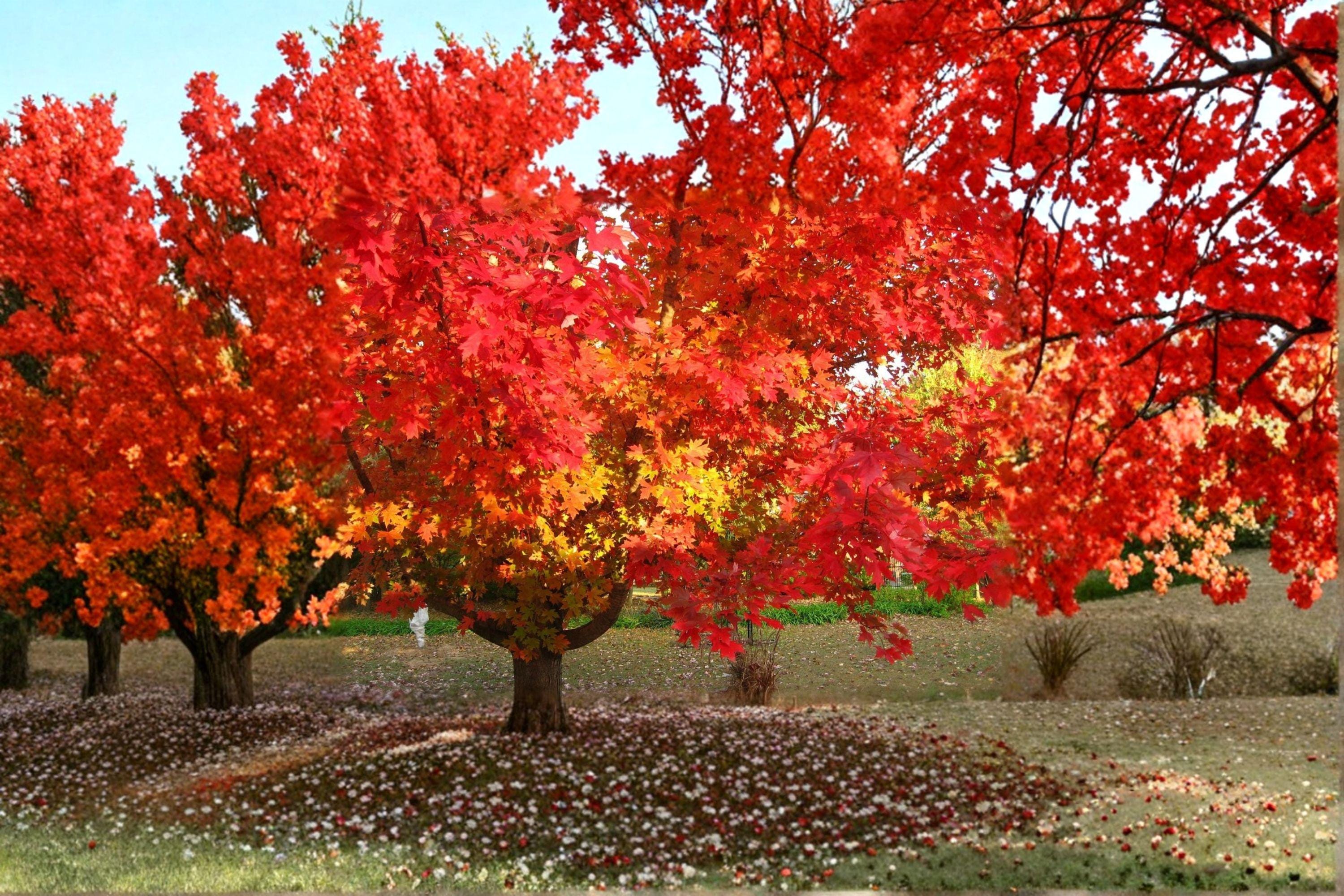 Red Maple – Acer rubrum 10 Seeds | Northern Strain | Brilliant Fall Color | Hardy Native Shade Tree
