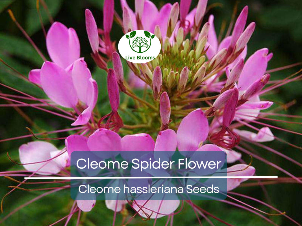 300 Cleome Spider Flower Seeds – White, Pink, Purple Wildflower | (Cleome hassleriana) Bee-Friendly Bush, Fast-Growing Garden Plant