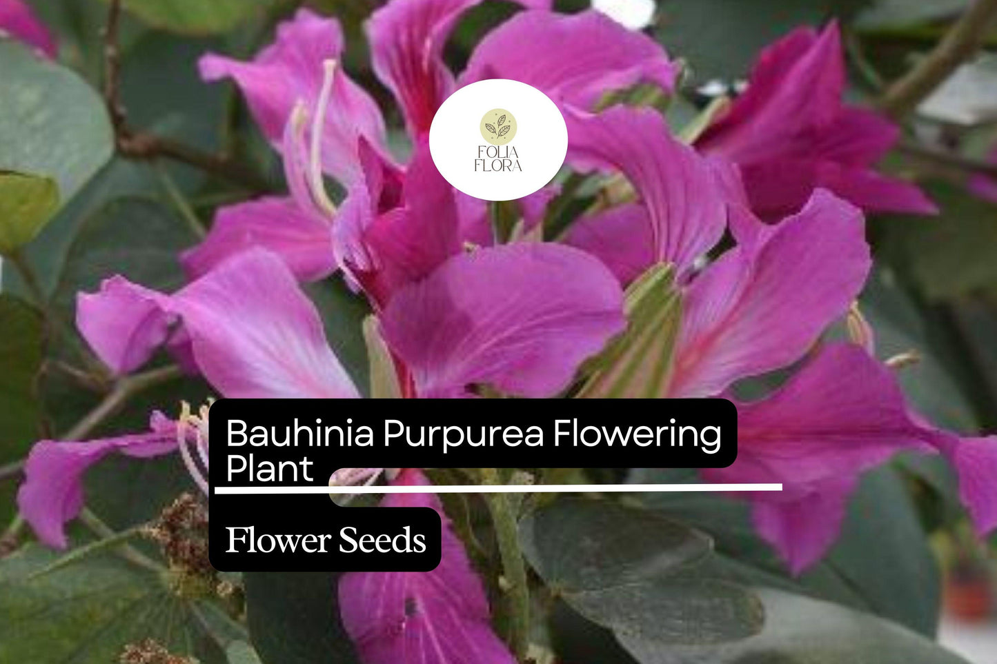 10 Bauhinia Purpurea Seeds | Purple Orchid Tree | Exotic Flowering Plant for Gardens