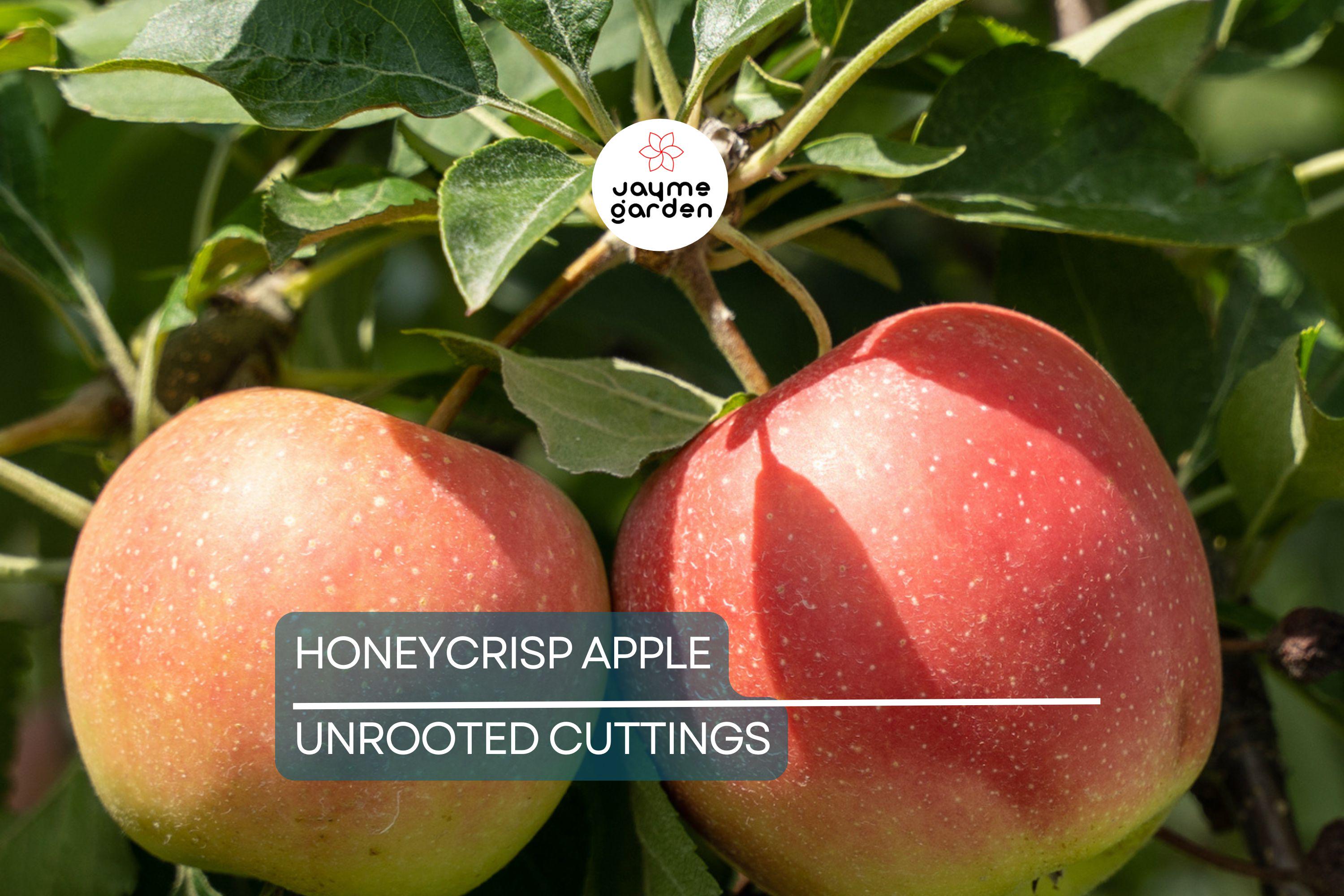 6 Honeycrisp Apple Tree Scion Wood Cuttings - Organic, 6-9" Hardwood - Winter Hardy