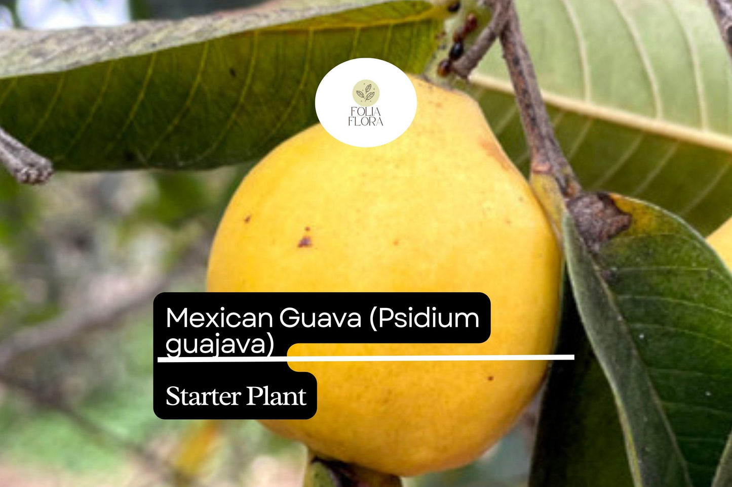 1 Starter Plant Mexican Guava (Psidium guajava) Fruit Tree 1’-2’ Live Tropical Tree