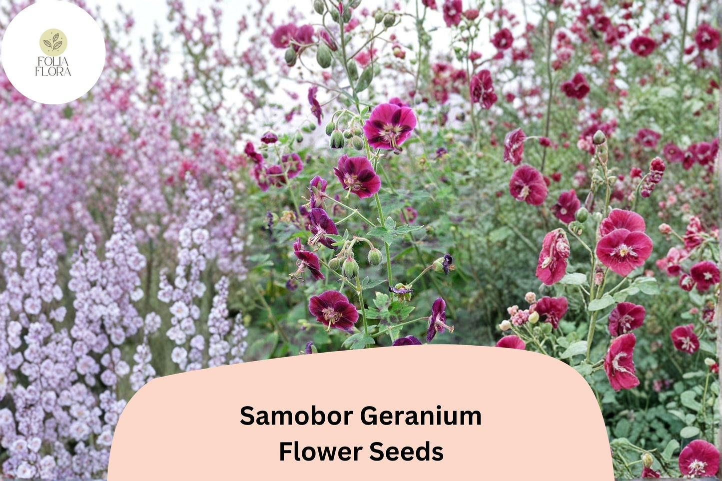 25+ Samobor Geranium Seeds | Purple Cranesbill | Geranium phaeum Samobor Seeds for Shade Gardens & Borders