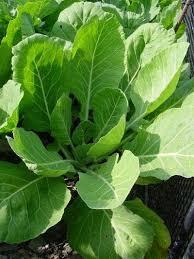 Set of 16 Vegetable & Herb Seeds – Garden Starter Pack with Basil, Arugula, Kale, Broccoli, Cilantro, Okra, Spinach and More – USA