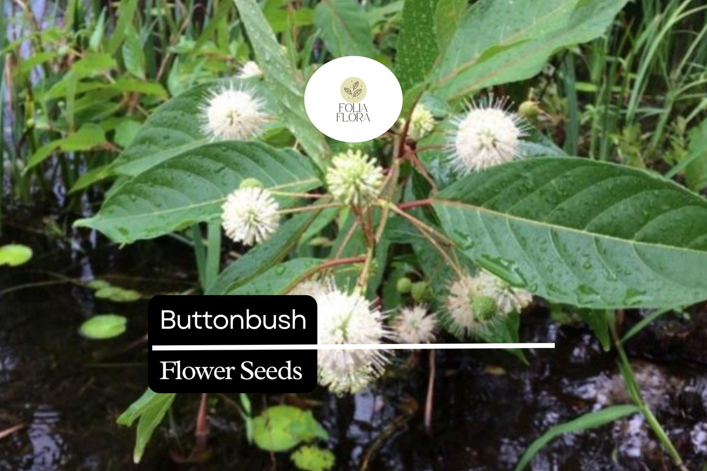 25 Button Bush Seeds | Cephalanthus Occidentalis | Native Shrub for Wetland Gardens, Bees, Butterflies & Wildlife