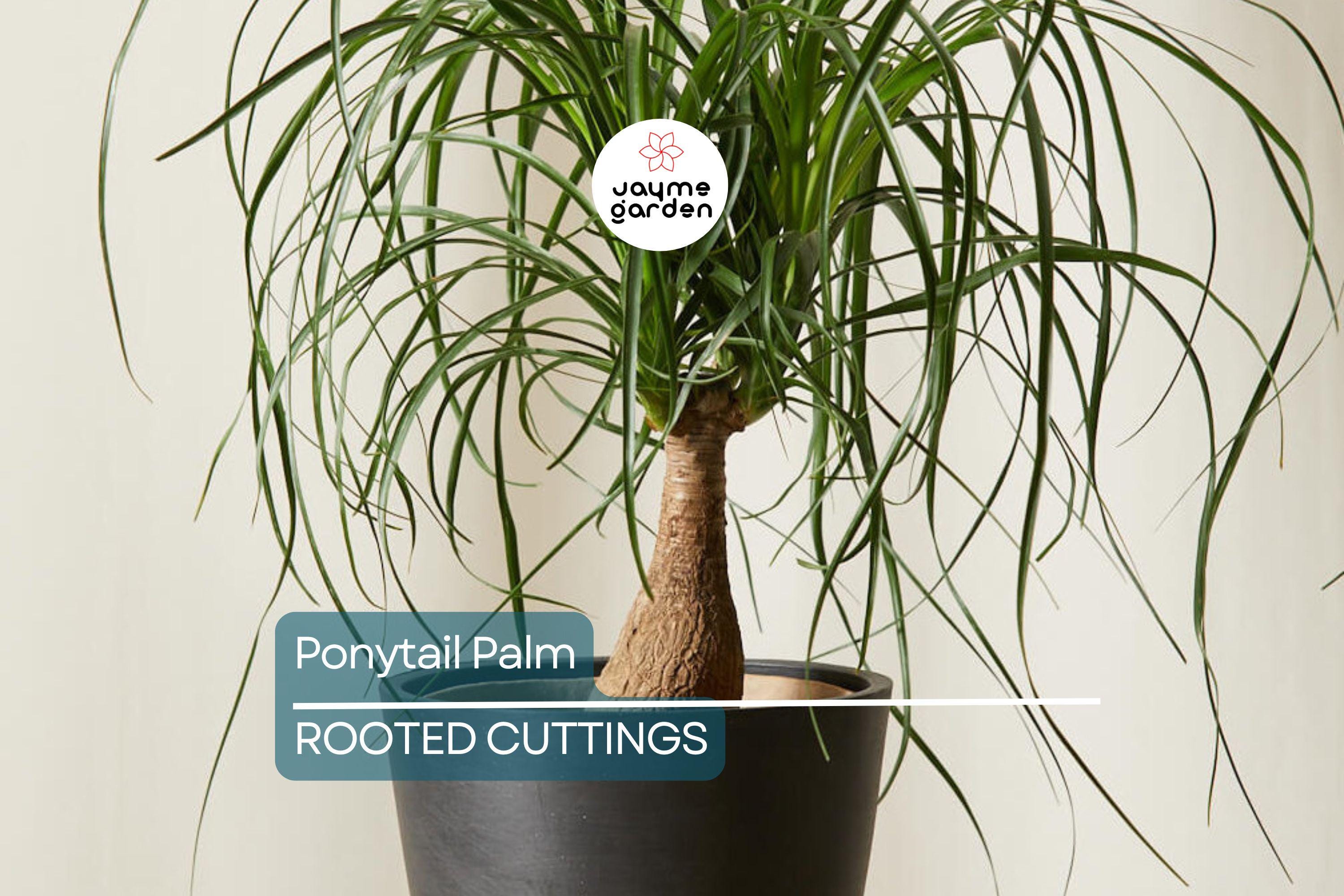 Beaucarnea Multi | Ponytail Palm | Rooted Cutting in 2" Pot | Air-Purifying Low-Maintenance Houseplant