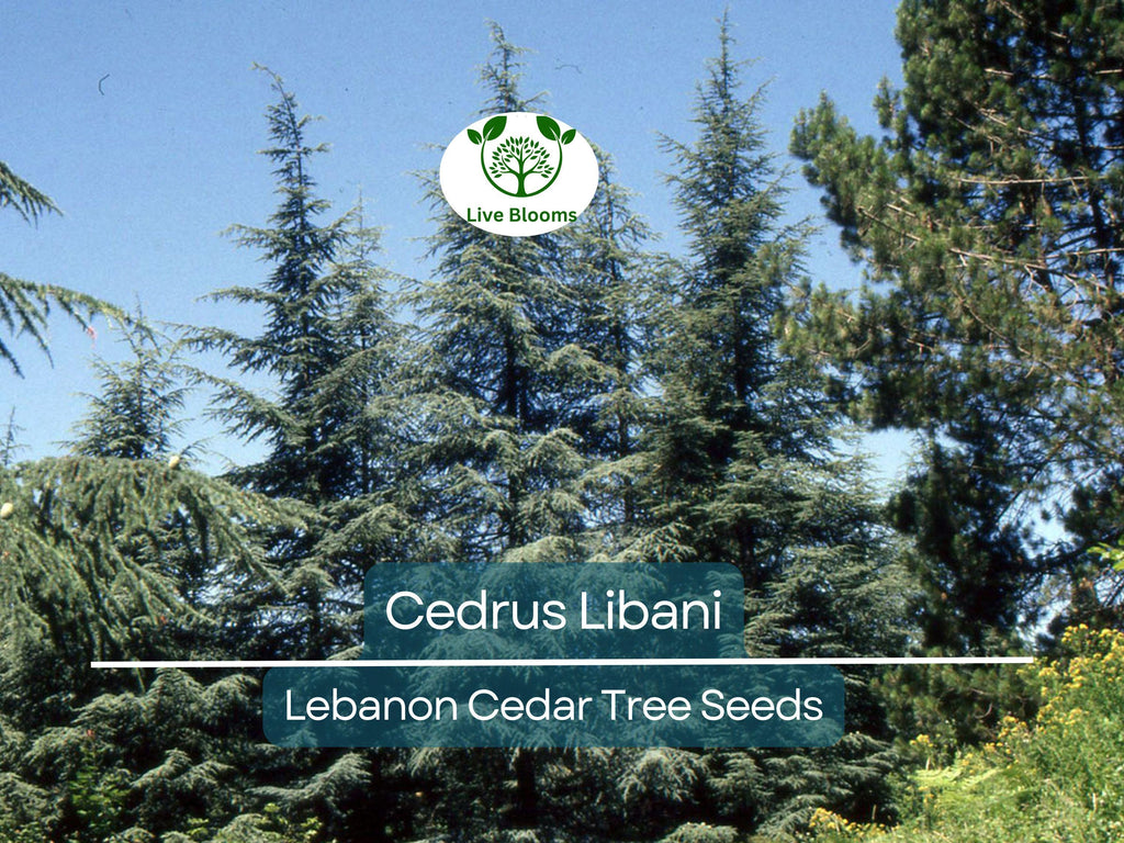 5 Seeds Cedrus Libani (Lebanon Cedar) for Planting - Evergreen Conifer Tree, Drought-Tolerant, Mediterranean Tree, Landscape & Garden Use