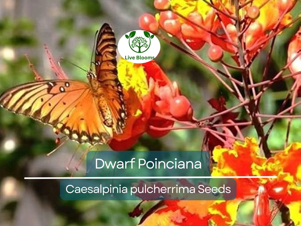 10 Dwarf Poinciana Seeds, Red Bird of Paradise (C. pulcherrima), Mexican Flowering Plant, Non-GMO, Tropical Shrub, Colorful Blooms