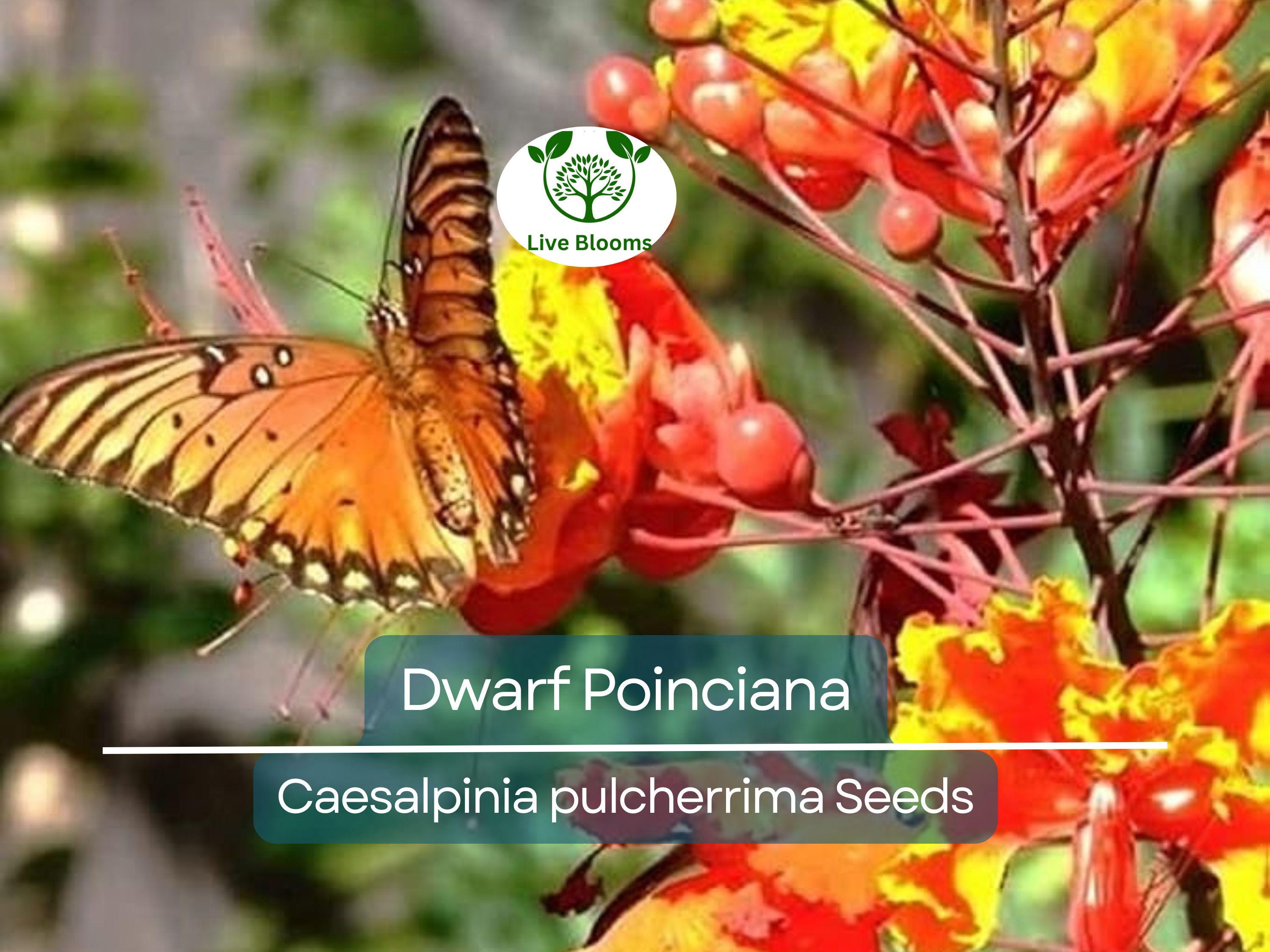 10 Dwarf Poinciana Seeds, Red Bird of Paradise (C. pulcherrima), Mexican Flowering Plant, Non-GMO, Tropical Shrub, Colorful Blooms