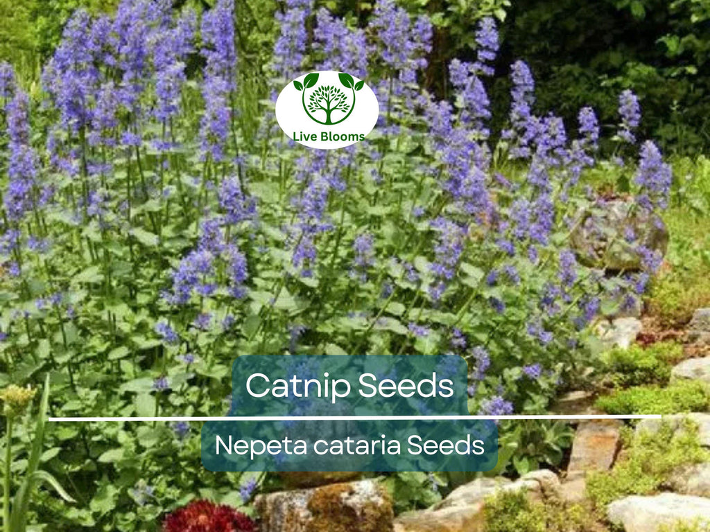 500 Catnip Seeds - Perennial Herb (Nepeta cataria), Non-GMO, Cat Lovers, Happy Kitty, Aromatic, Indoor/Outdoor Growing