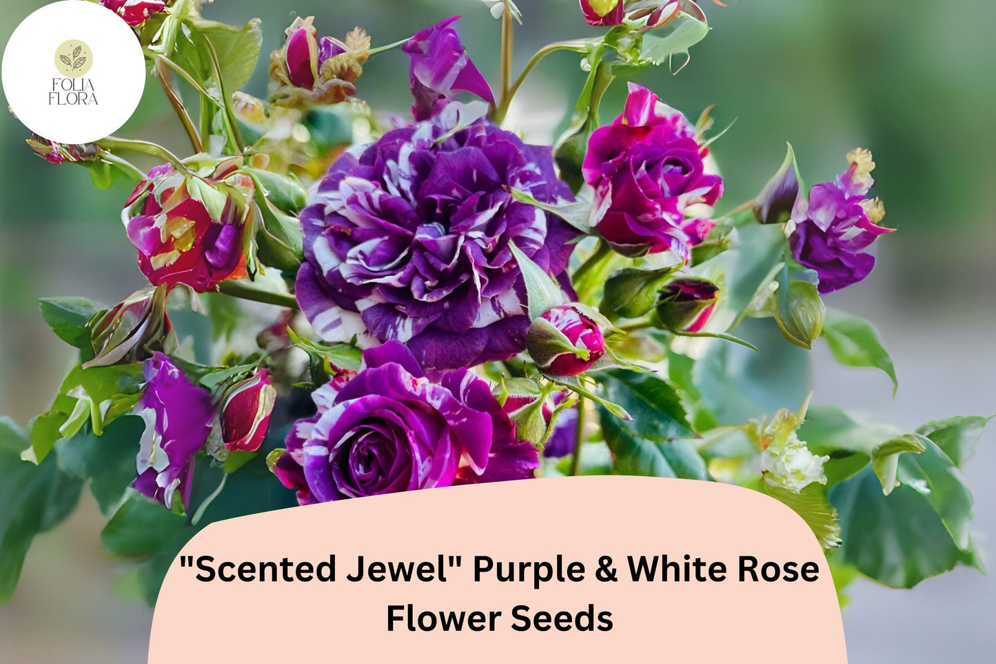20pcs Scented Jewel Purple & White Rose Seeds | Rare Bicolor Heirloom Blooms | Fragrant Garden Beauty | Unique Rose Variety