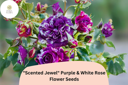 20pcs Scented Jewel Purple & White Rose Seeds | Rare Bicolor Heirloom Blooms | Fragrant Garden Beauty | Unique Rose Variety