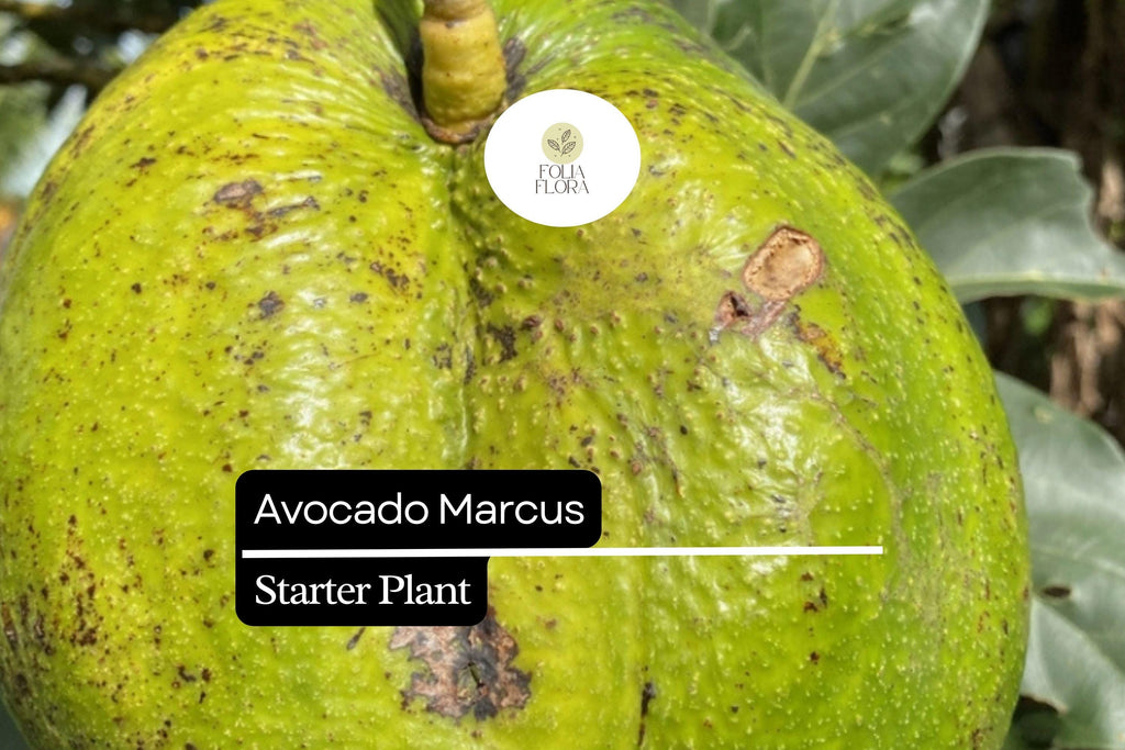 1 Avocado Marcus Tree (Persea americana) Live Starter Plant – Tropical Big Fruit Tree Exotic 1-2′
