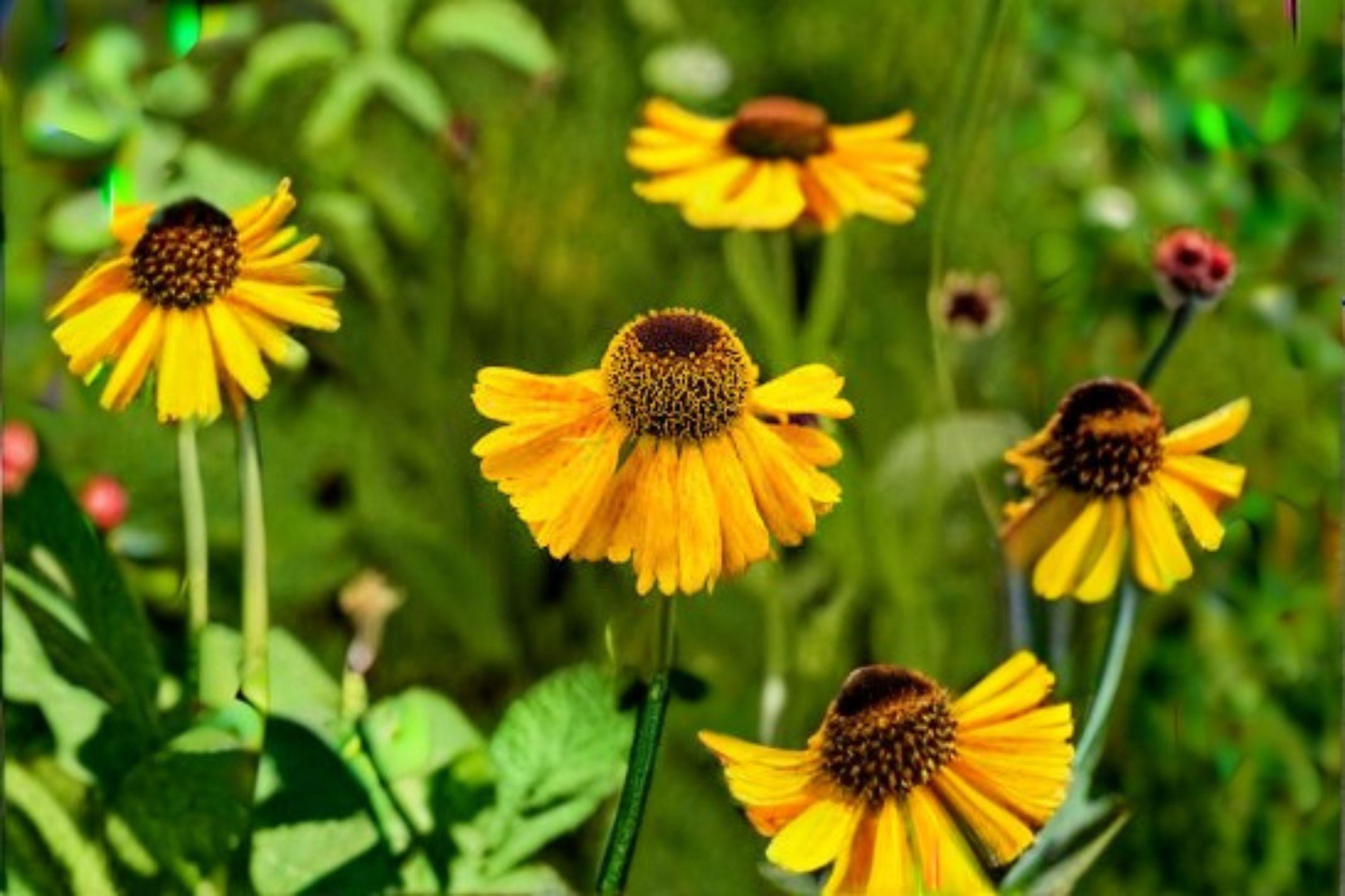 Autumn Sneezeweed – Helenium autumnale, Native Perennial Wildflower | Late-Season Bloomer (100 Seeds)