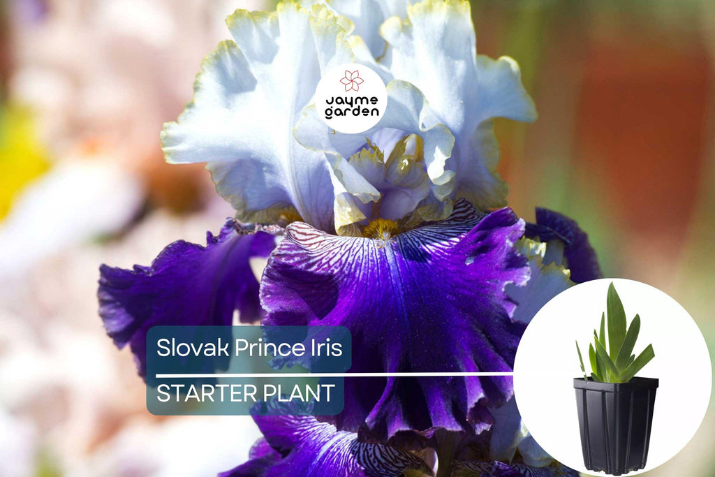 Slovak Prince Iris – 36" Tall | Fragrant Purple, White & Gold Flowers | Quart Pot | Perennial, Deer-Resistant | Zones 3-10
