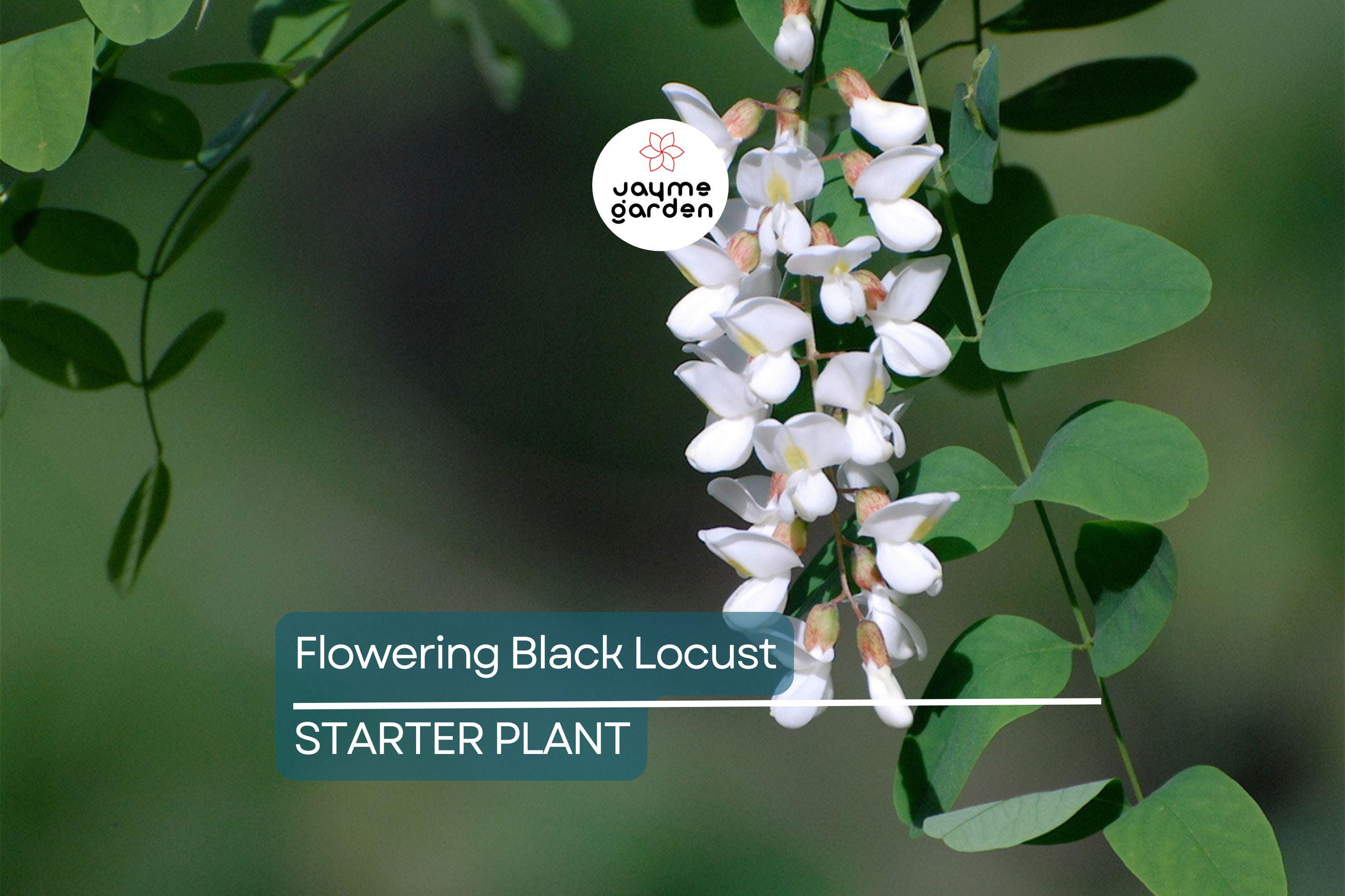 Flowering Black Locust Tree | Robinia pseudoacacia | Live Bare Root Plant 2-3' Tall | Fast-Growing Tree for Zones 4-8
