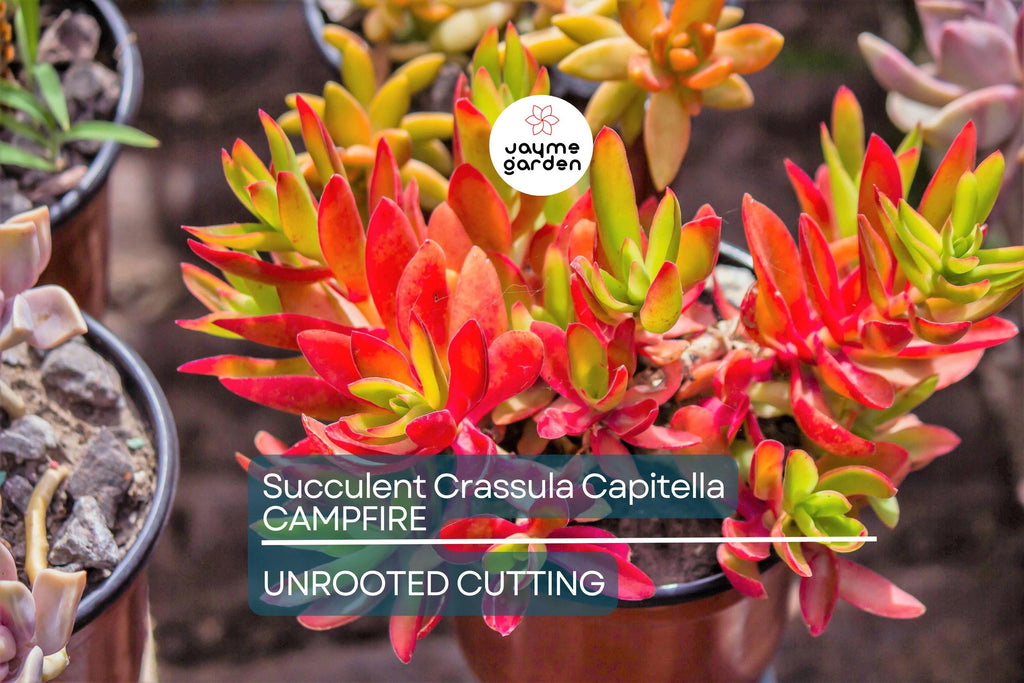 Crassula Campfire Cuttings - 3 Live 2" Unrooted Cuttings, Red Foliage, Perfect for Succulent Gardens, USDA Zones 9-11