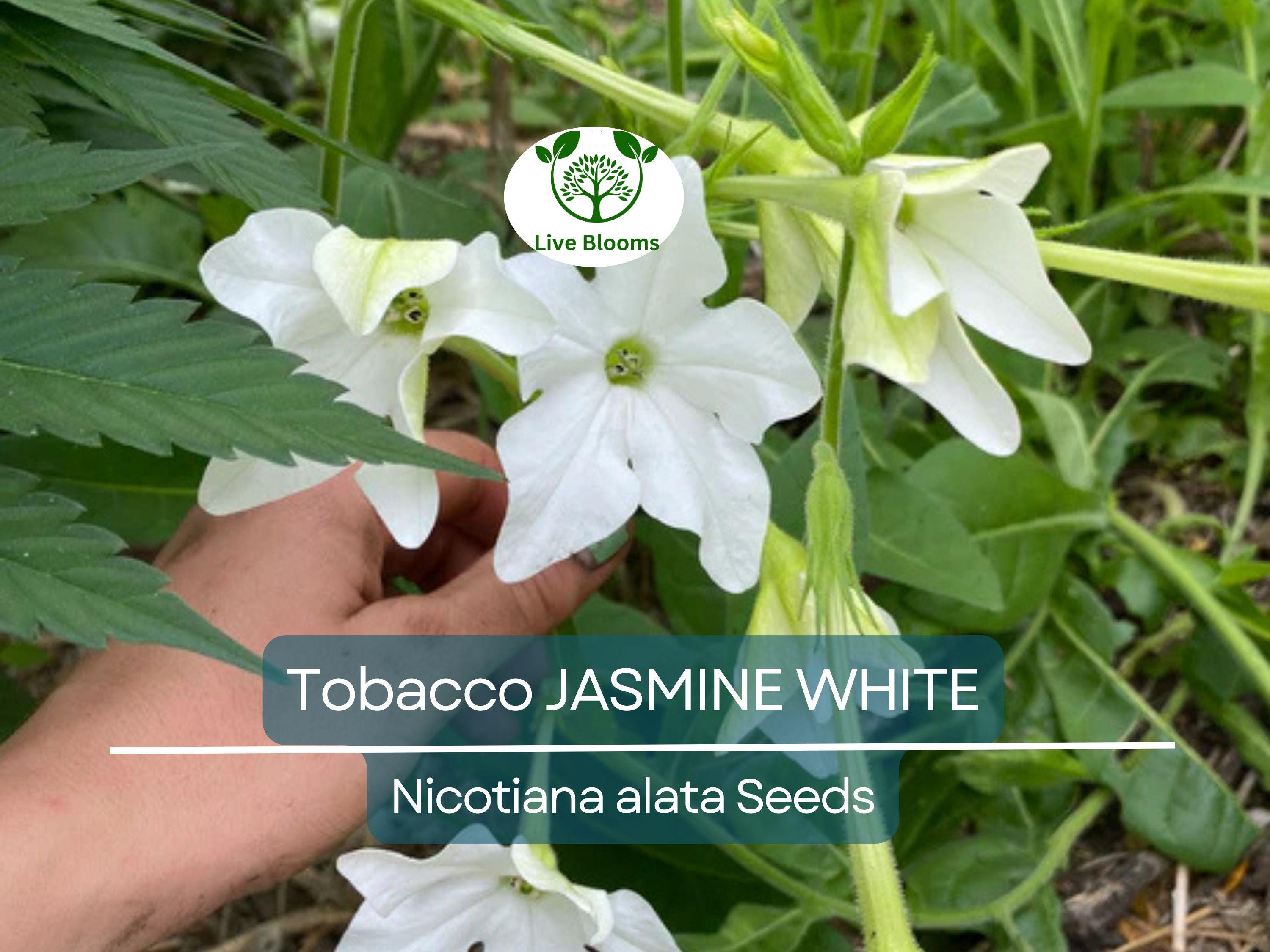 500 Jasmine Tobacco Seeds – Nicotiana alata, White Fragrant Night Blooms, Heirloom, Non-GMO, Night Scented Flower Seeds