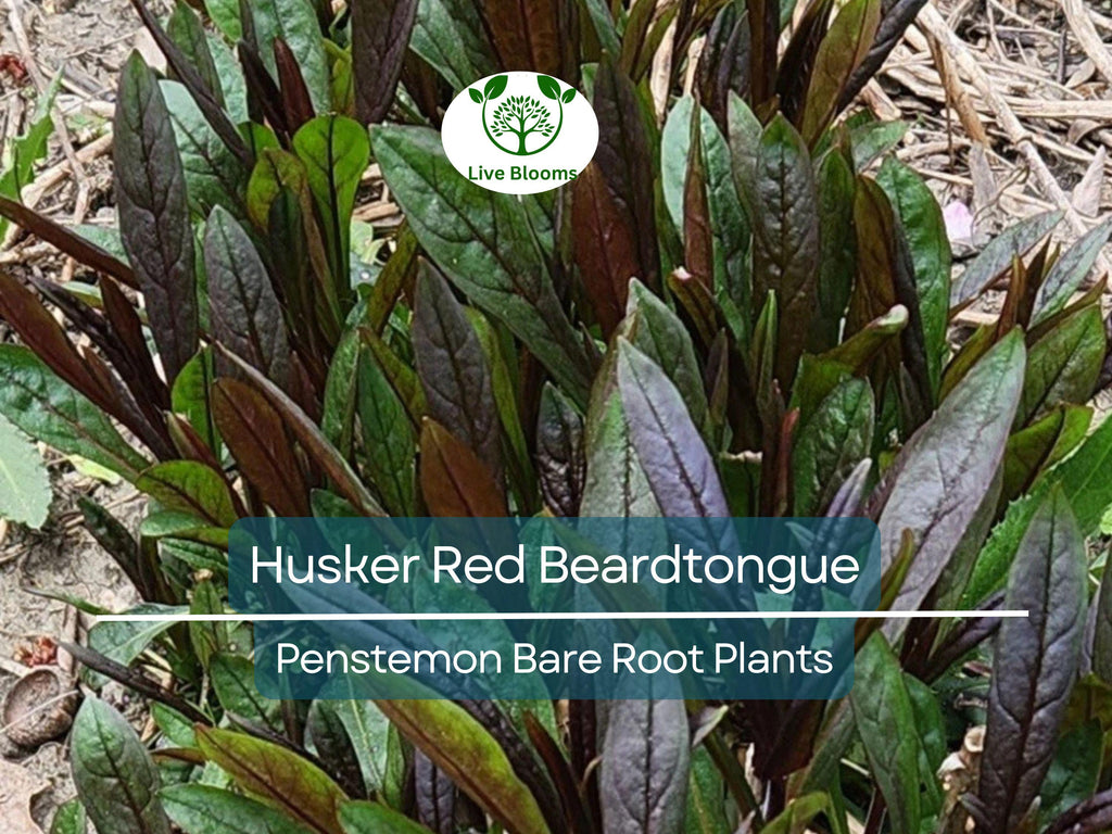 10 Husker Red Beardtongue Plants – Bare Root Perennials – Penstemon – Burgundy Foliage & White Flowers – Zone 4–9