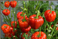 Sweet Pepper – Yolo Wonder Bell Improved 30 Seeds | Improved Heirloom Bell Pepper | Large Blocky Fruits | Sweet & Reliable