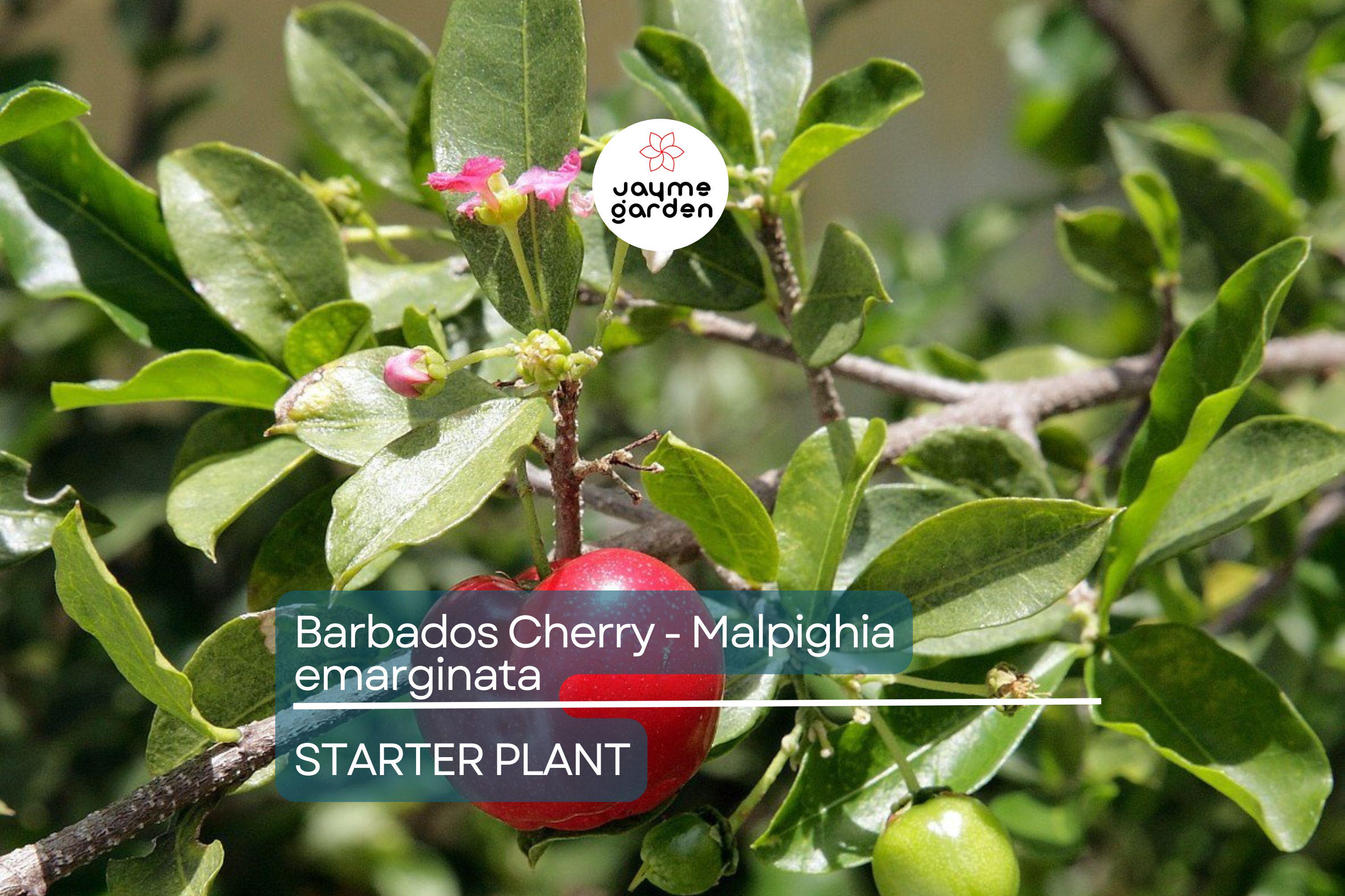 Acerola Barbados Cherry Plant (Malpighia emarginata) | Vitamin C-Rich Fruit, Evergreen Shrub, USDA Zones 9-12