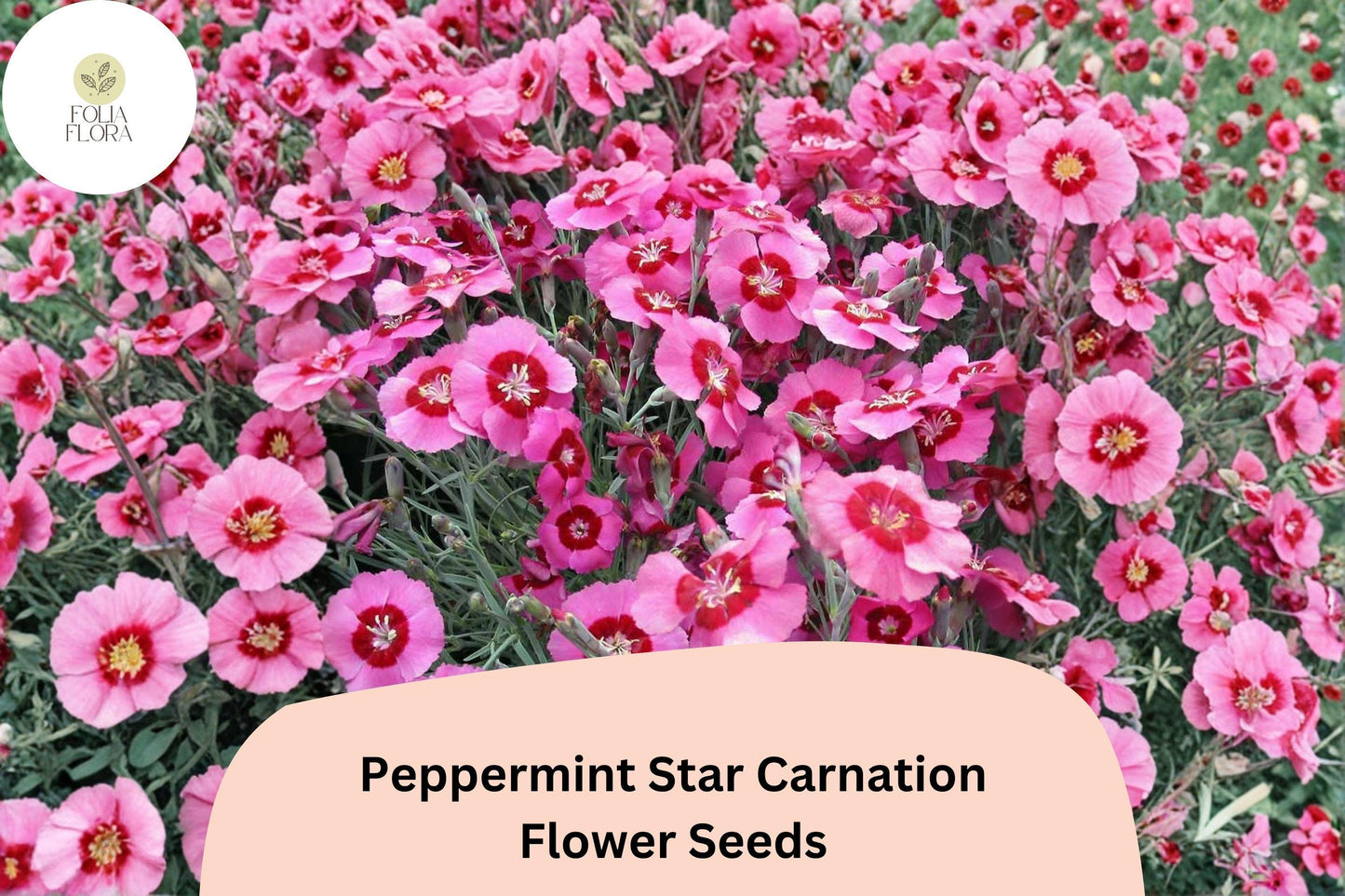 200+ Peppermint Star Carnation Seeds for Garden Planting | Dianthus caryophyllus | Pink & Red Star Blooms