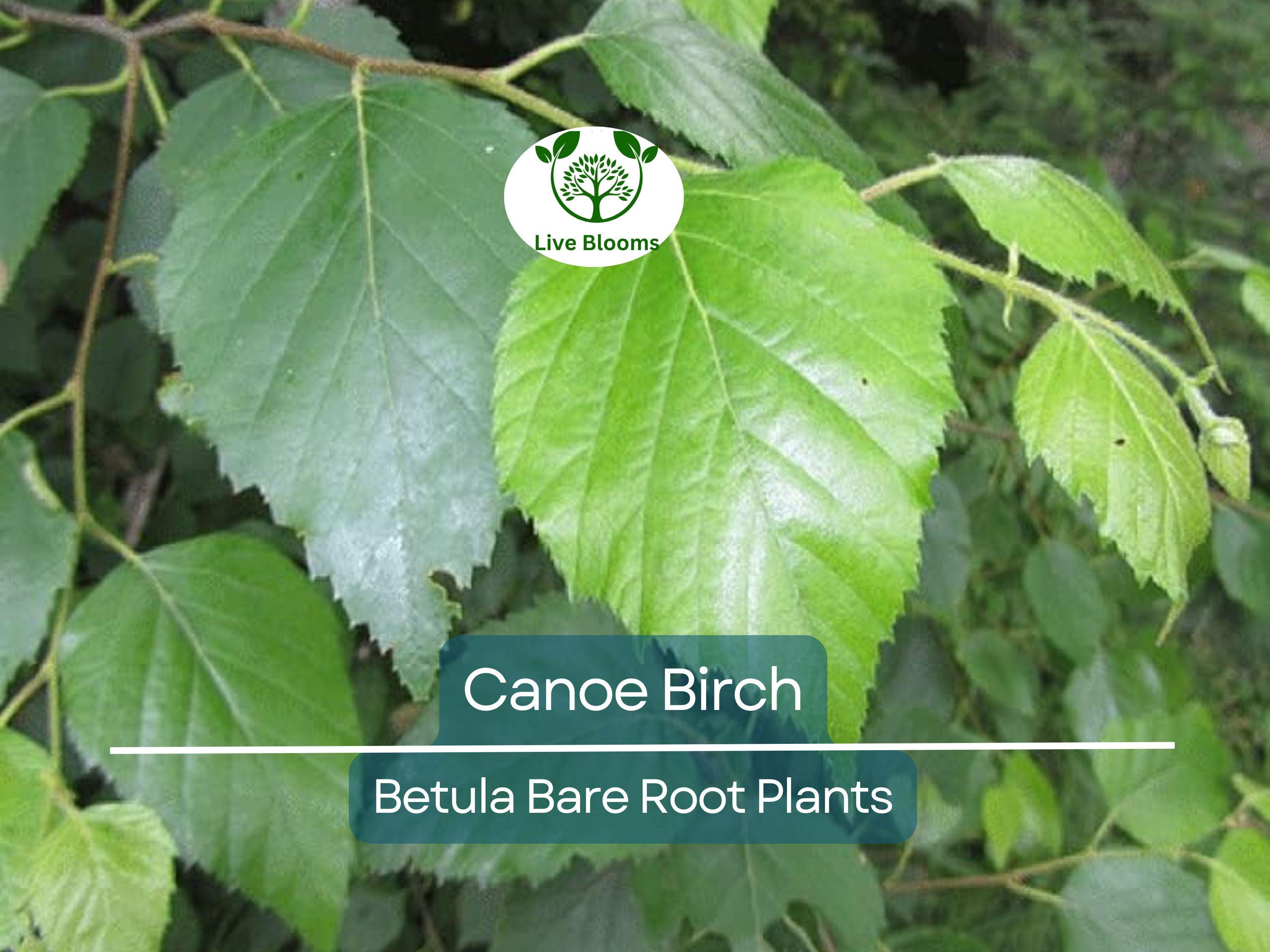 1 Canoe Birch Tree – Live Bare Root Plant – White Birch (Betula papyrifera) – Fast-Growing Shade Tree with Peeling Bark