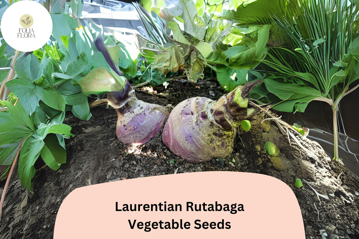 500+ Laurentian Rutabaga Seeds – Heirloom Canadian Root Vegetable Seeds for Garden Planting