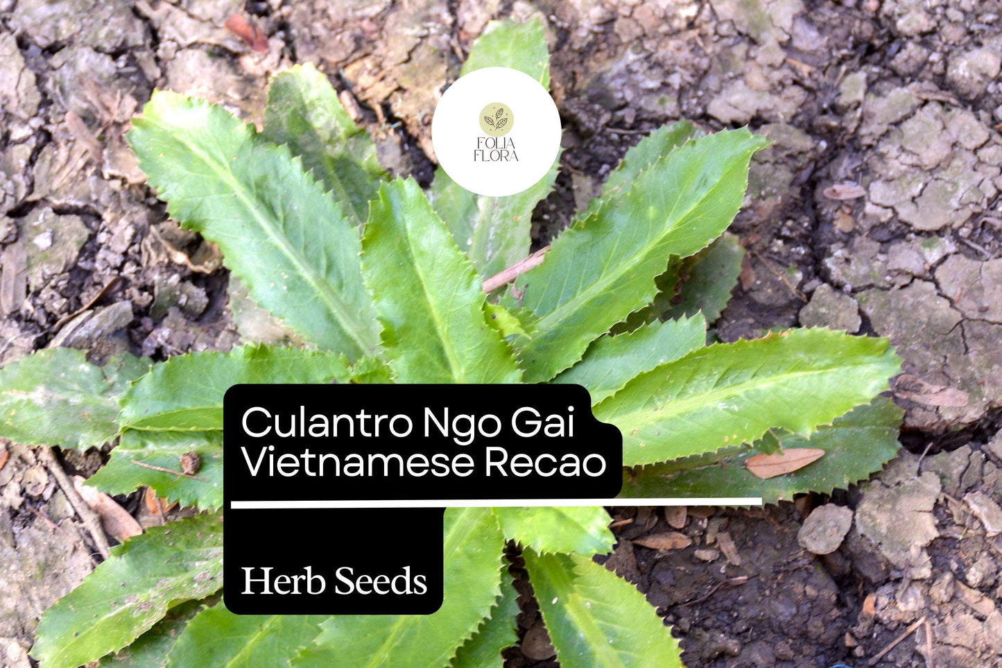 100mg Culantro Seeds Eryngium foetidum Ngo Gai Vietnamese Recao for Planting | Heirloom Herb for Cooking and Garnishing