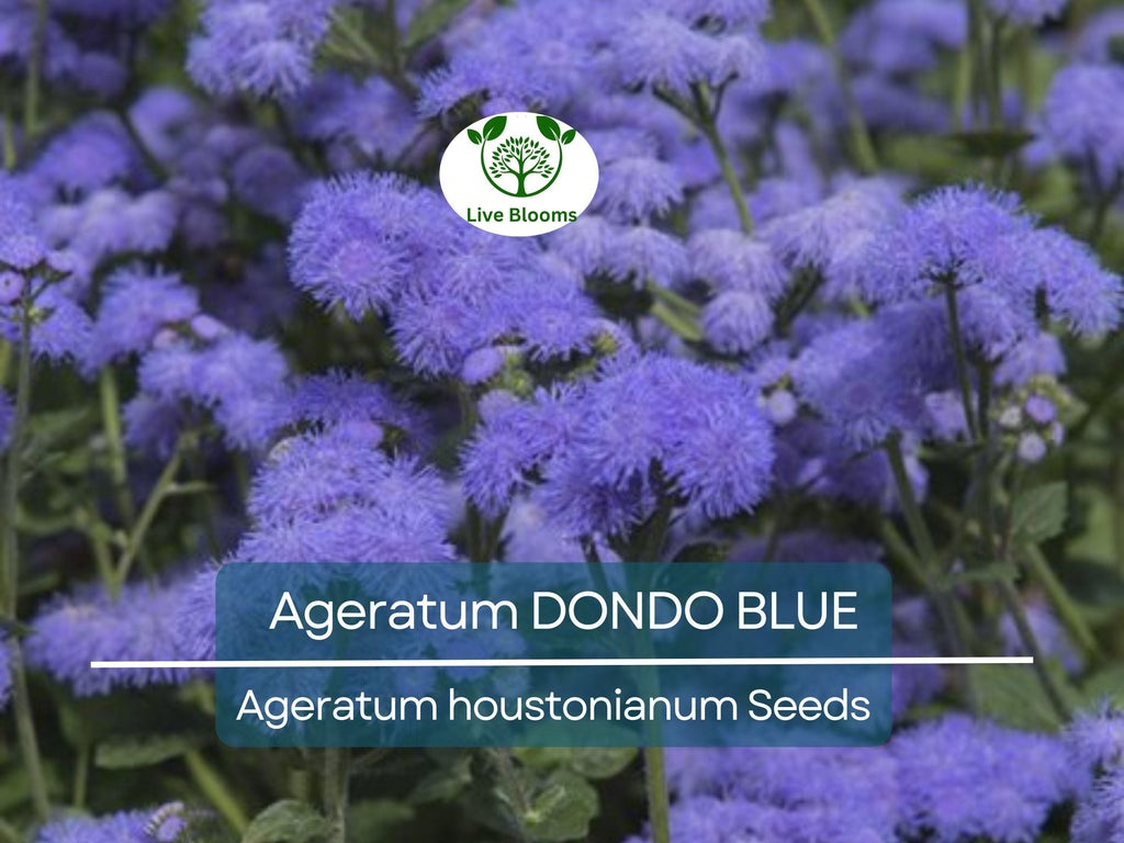 500 Seeds Ageratum DONDO BLUE, Floss Flower Monarch Butterfly Plant, Non-GMO, Vibrant Blue Blooms, Perfect for Gardens & Pollinator-friendly