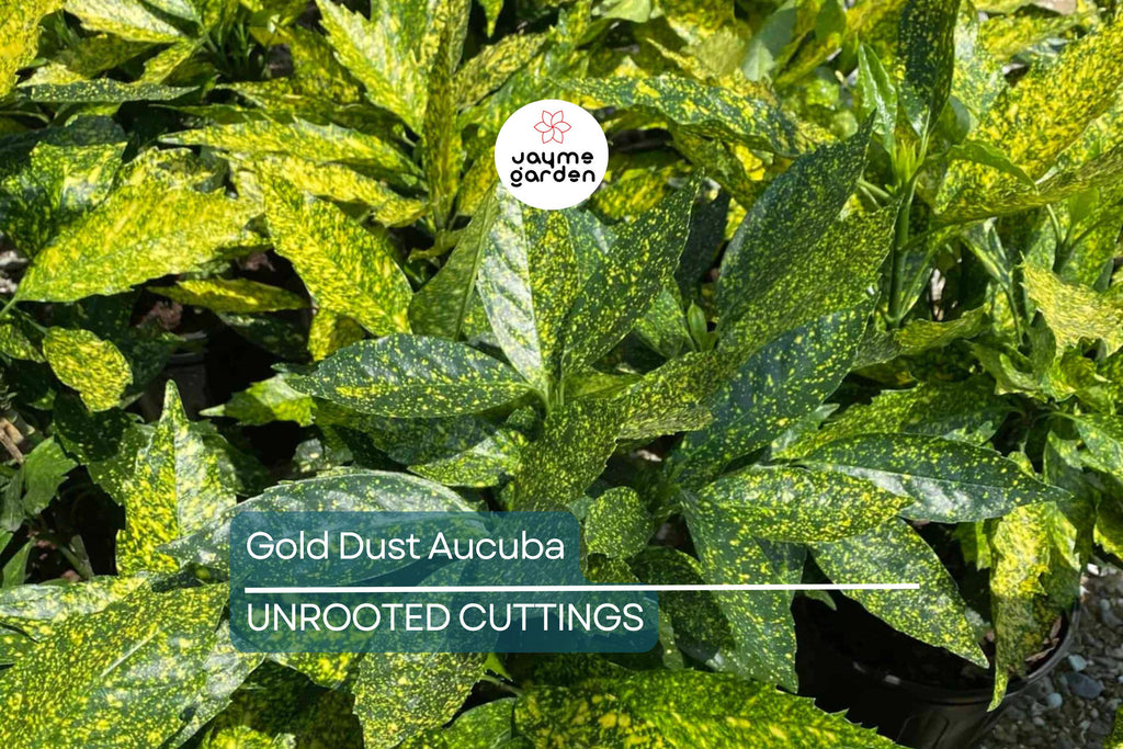 5 Gold Dust Aucuba Shrub Cuttings (6") for Rooting - Green Shrubbery with Speckled Foliage, Easy to Propagate