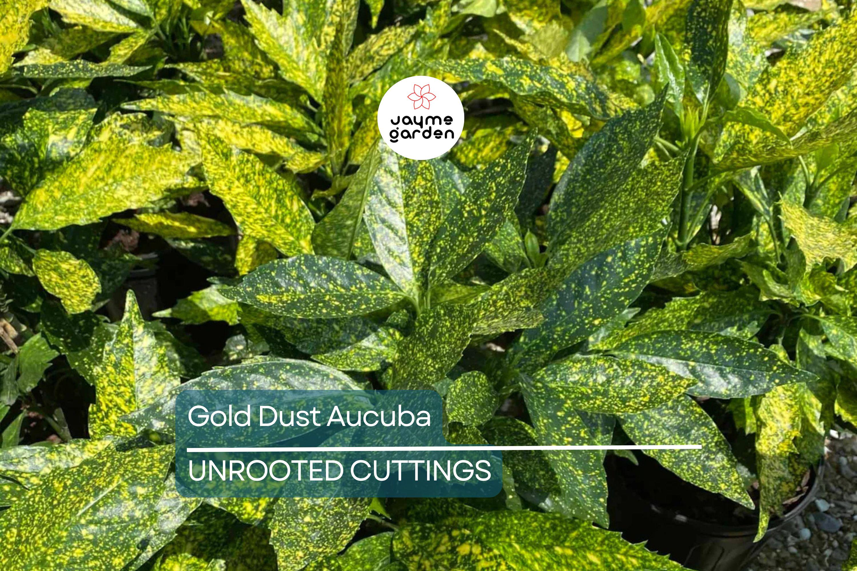 5 Gold Dust Aucuba Shrub Cuttings (6") for Rooting - Green Shrubbery with Speckled Foliage, Easy to Propagate