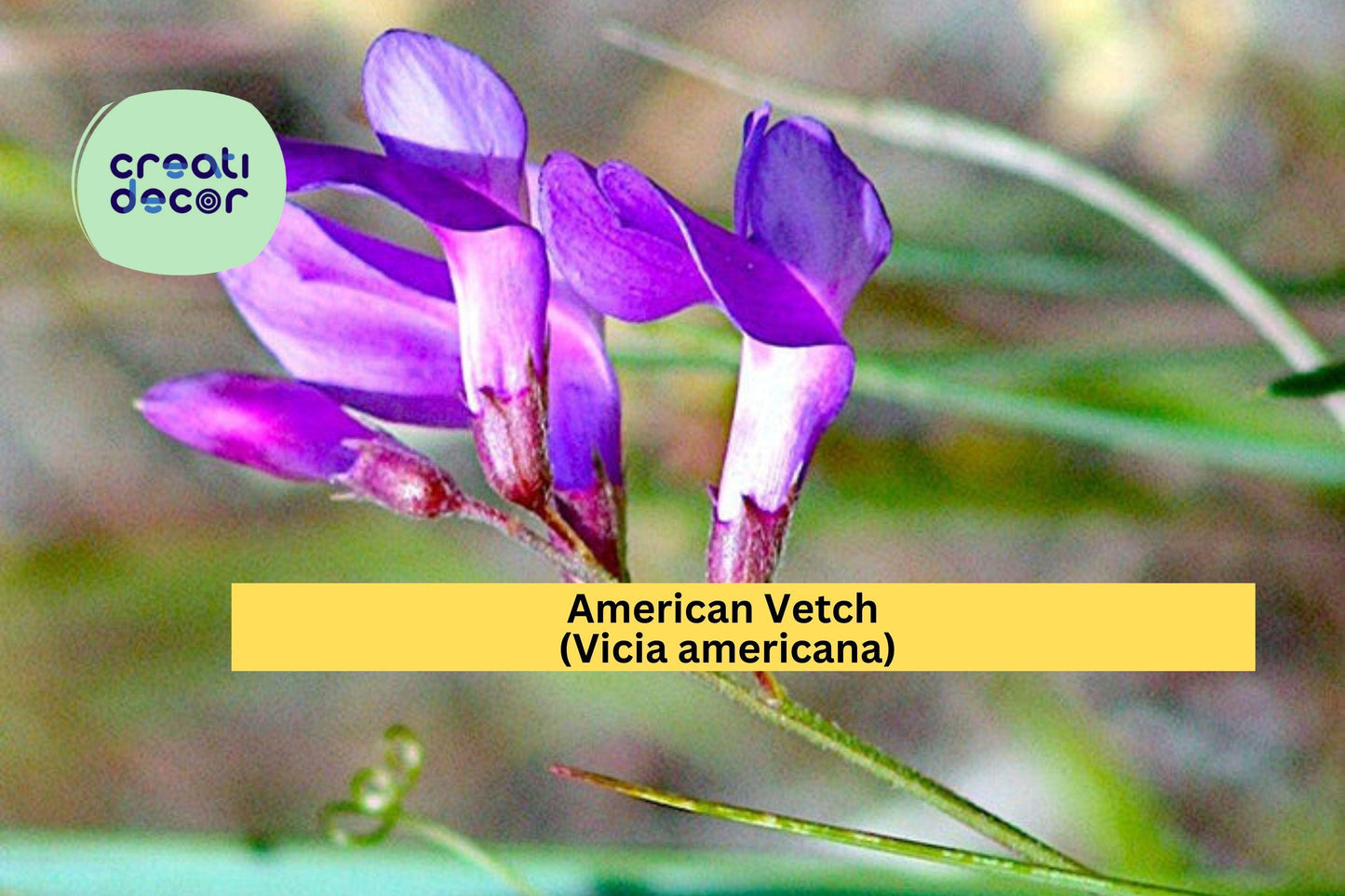 American Vetch Seeds (Vicia americana) – 25 Native Wildflower Seeds | Nitrogen Fixer | Pollinator Friendly | Vine for Meadows & Slopes
