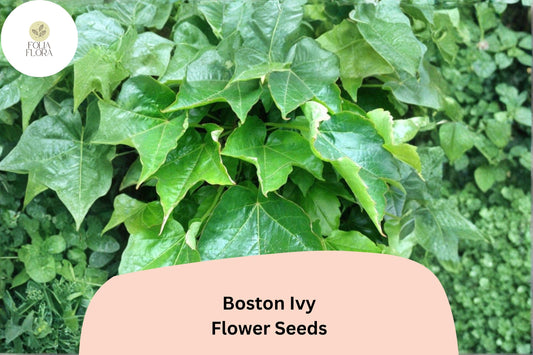 Boston Ivy Seeds – 10 Parthenocissus tricuspidata | Fast Growing Climbing Vine