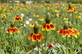Mexican Hat Wildflower 250 Seeds | Native Prairie Flower | Long Bloom Season | Pollinator Favorite