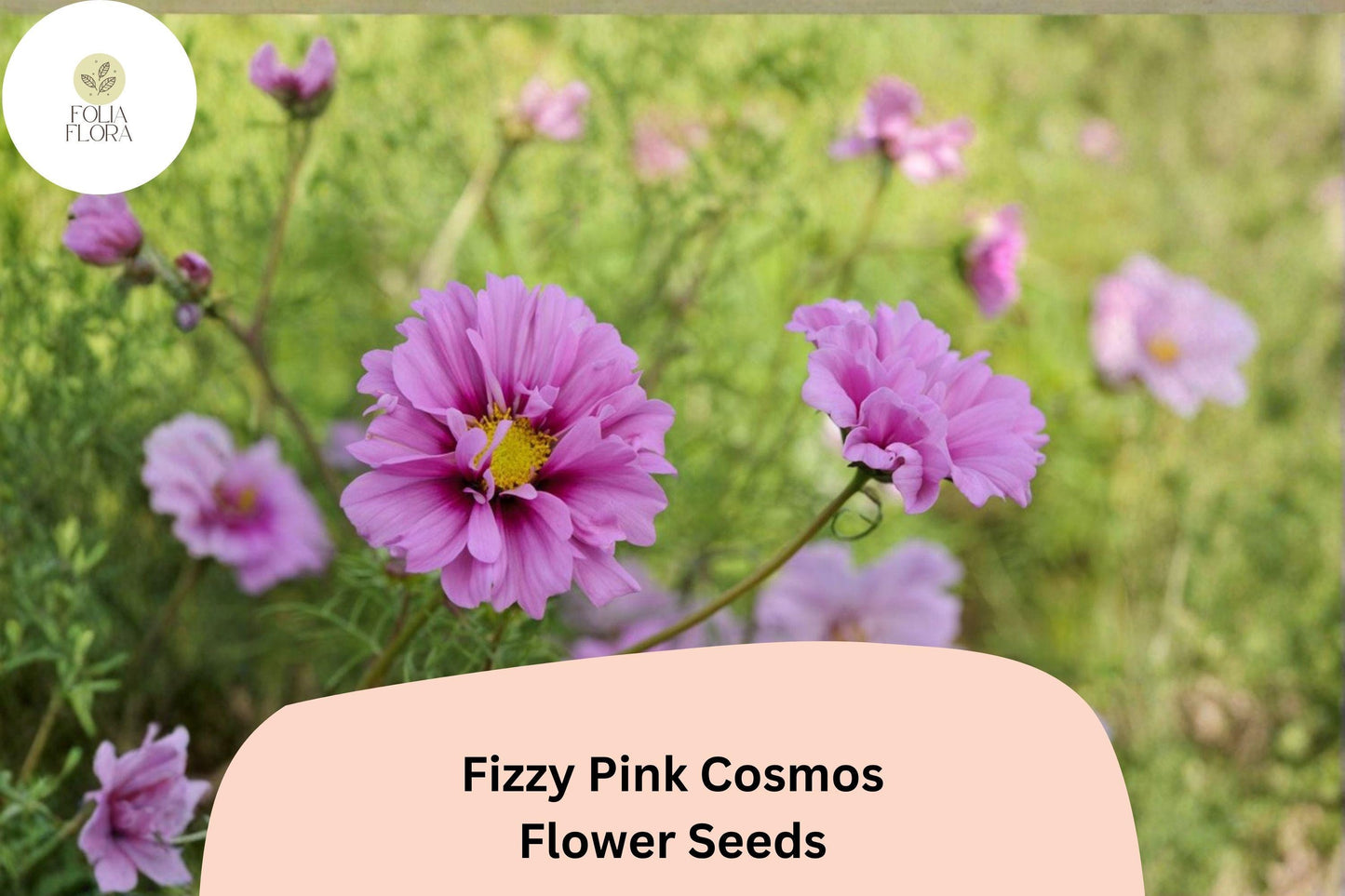 200+ Fizzy Pink Cosmos Seeds | Cosmos Bipinnatus Double Blooms | Pink Ruffled Garden Flower Seeds